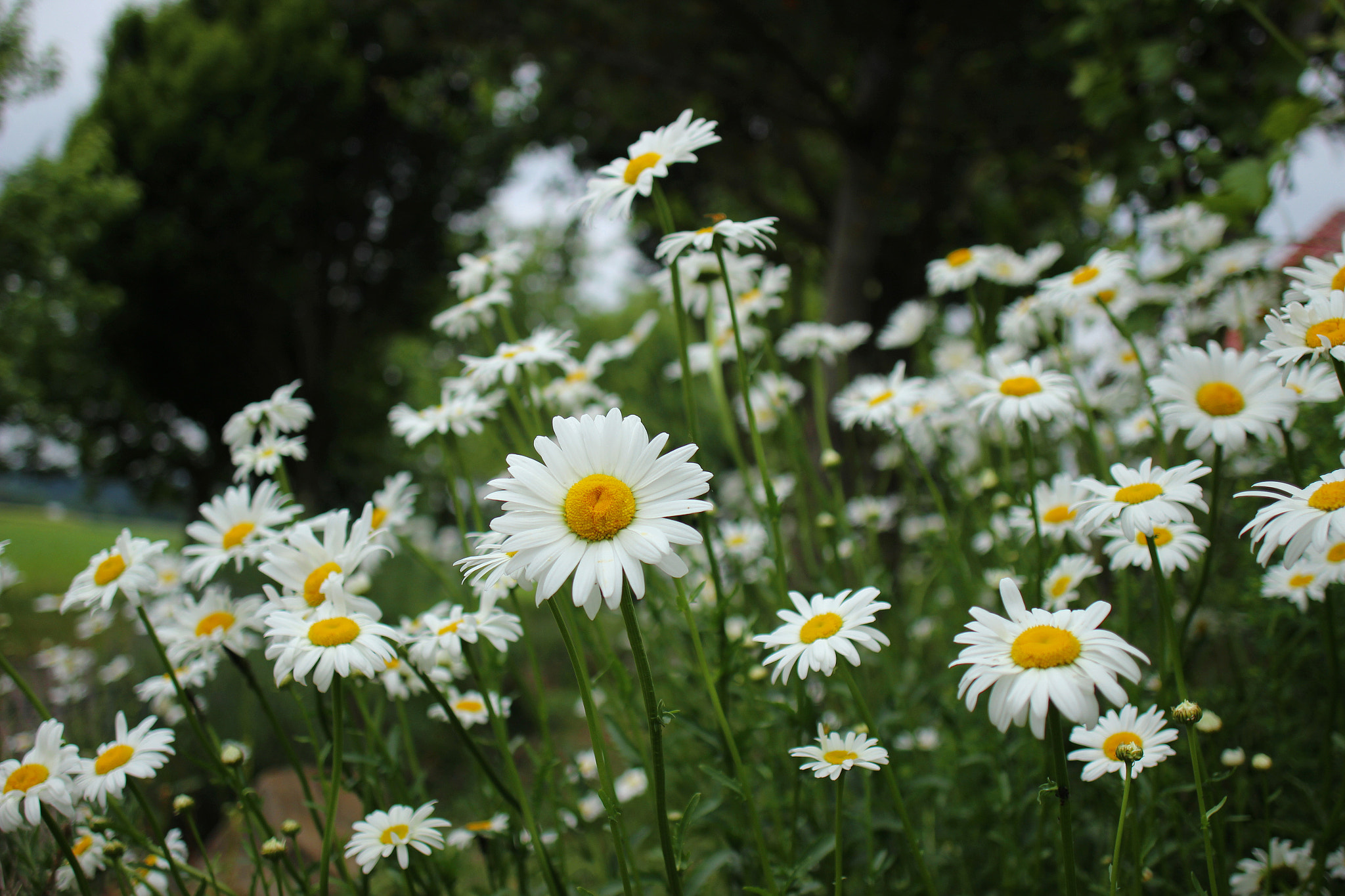Canon EF 24mm F2.8 IS USM sample photo. Camomile blossoms photography