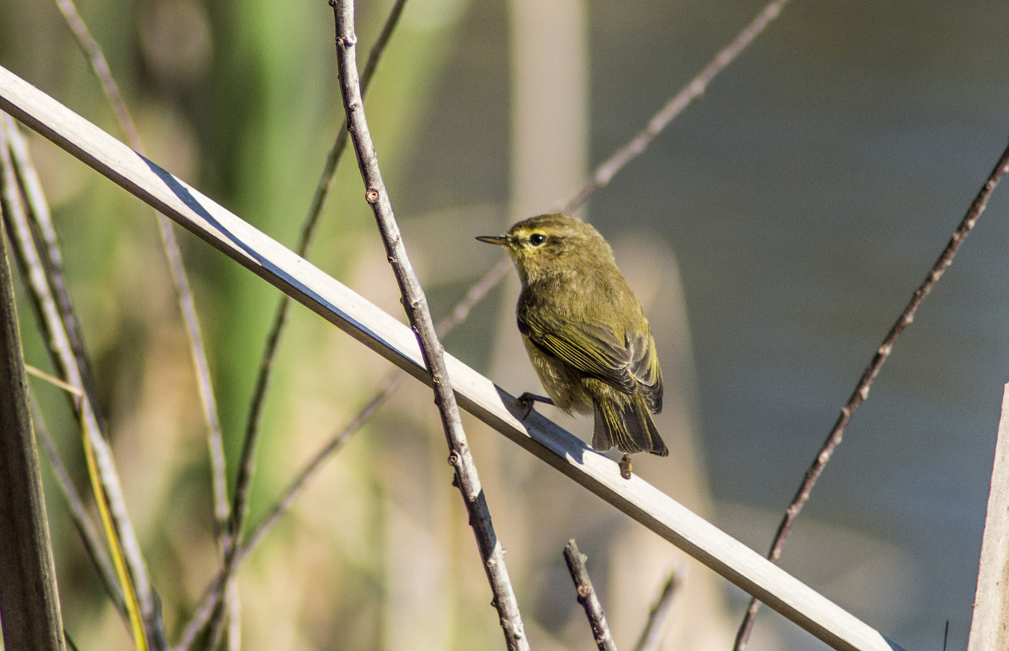 Tamron AF 200-400mm f/5.6 LD IF (75D) sample photo. Mosquitero comun - common chiffchaff photography