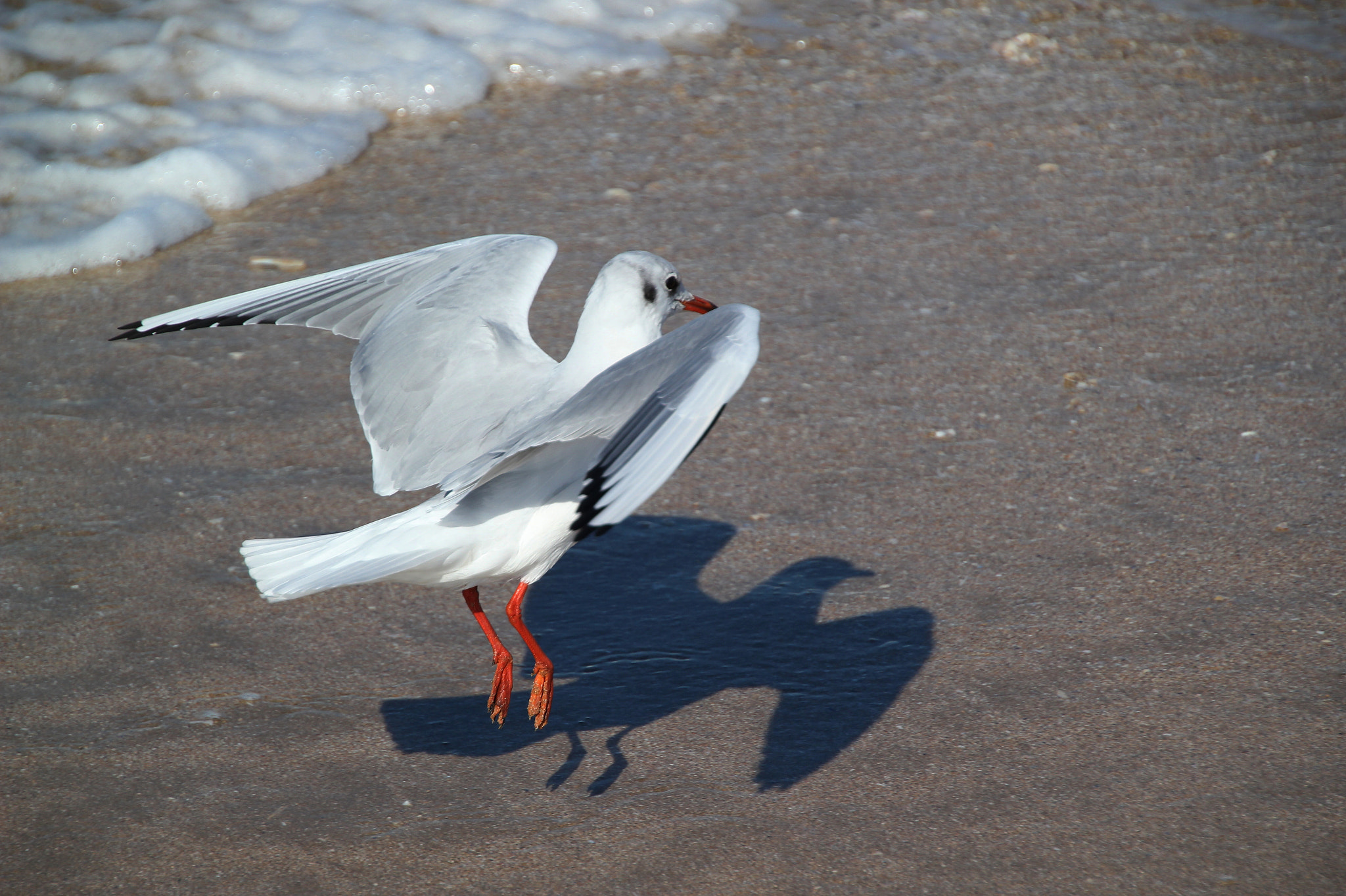 Canon EOS 550D (EOS Rebel T2i / EOS Kiss X4) + Canon 18-270mm sample photo. Gull photography