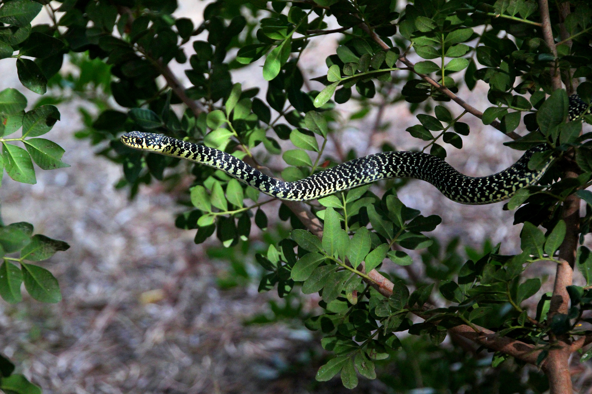 Canon EOS 550D (EOS Rebel T2i / EOS Kiss X4) + Canon 18-270mm sample photo. Grass snake photography
