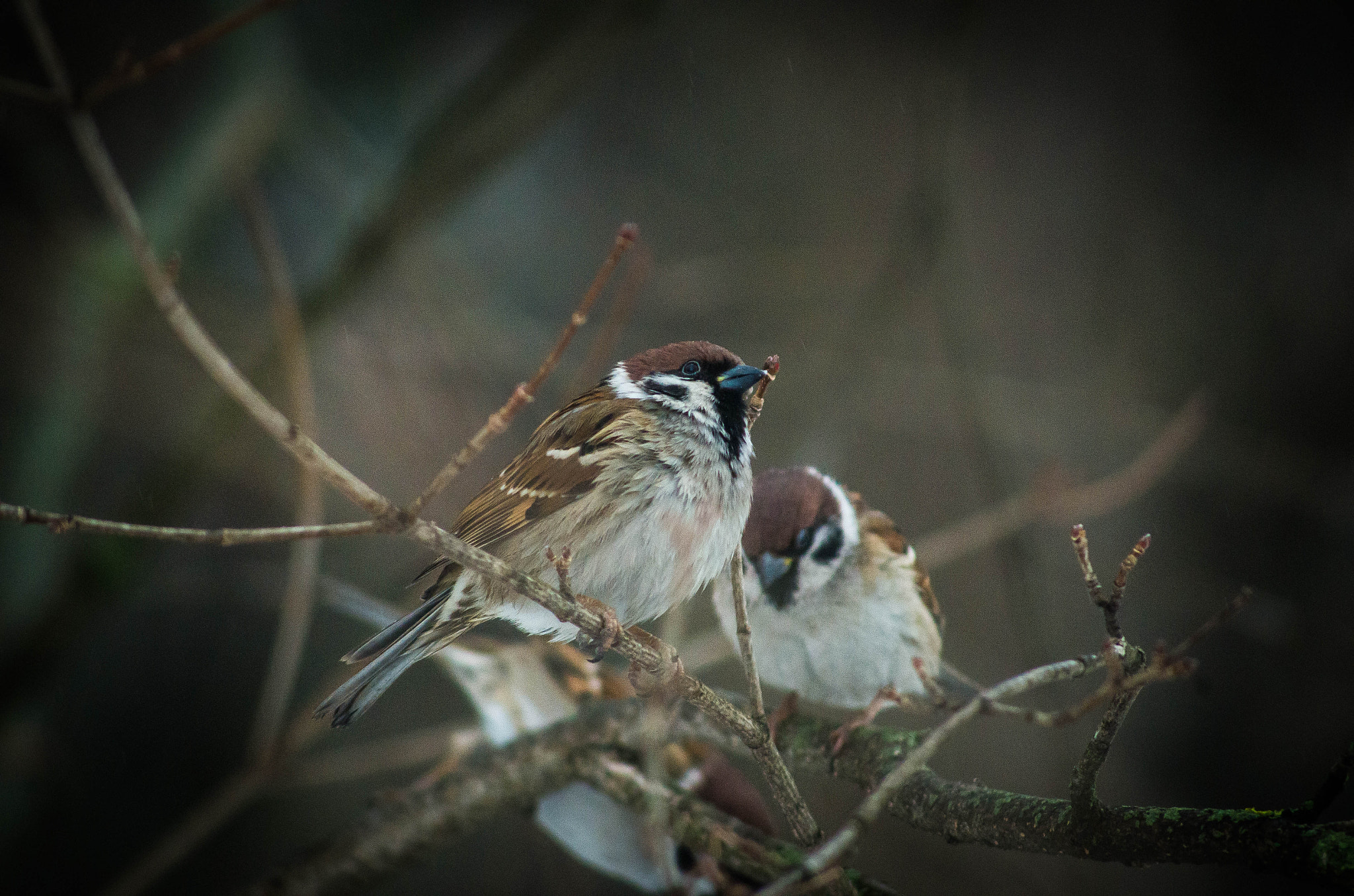 smc PENTAX-FA 100-300mm F4.7-5.8 sample photo. 20160214-imgp2373.jpg photography