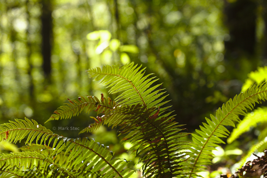 ZEISS Otus 55mm F1.4 sample photo. Ferns photography