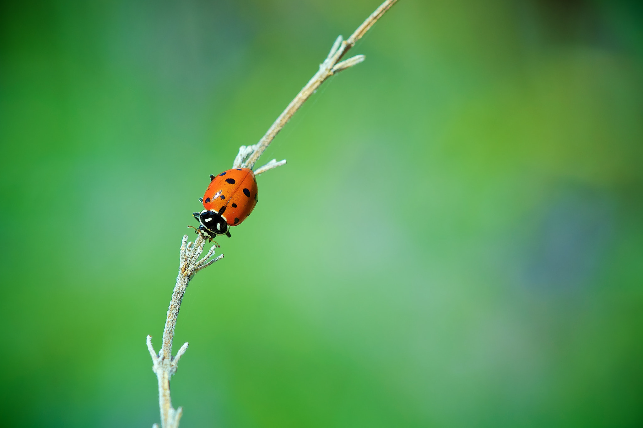 Sony a7R II + Sony FE 90mm F2.8 Macro G OSS sample photo. This little lady.jpg photography