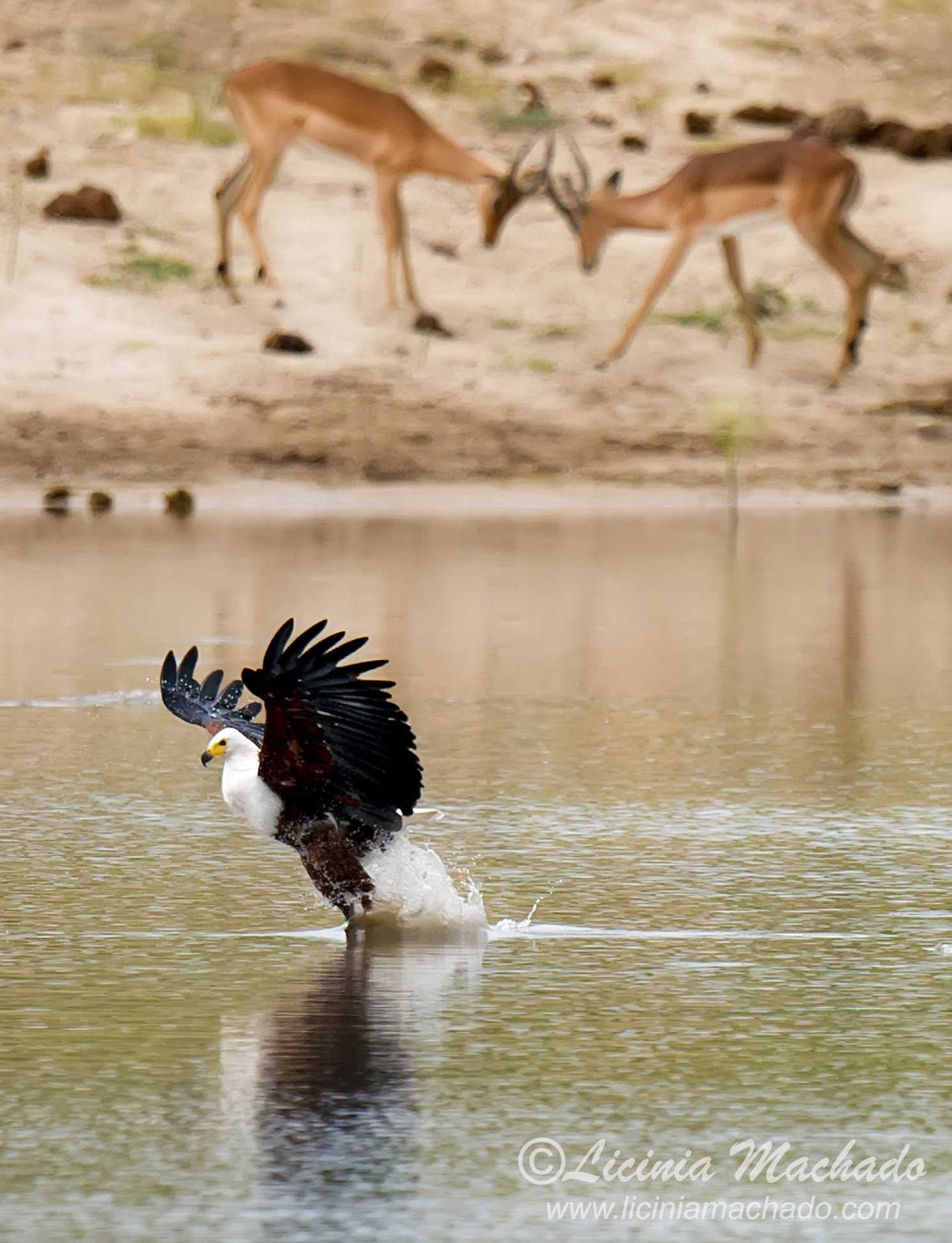 Nikon AF-S Nikkor 500mm F4G ED VR sample photo. Fish eagle &amp; impalas photography