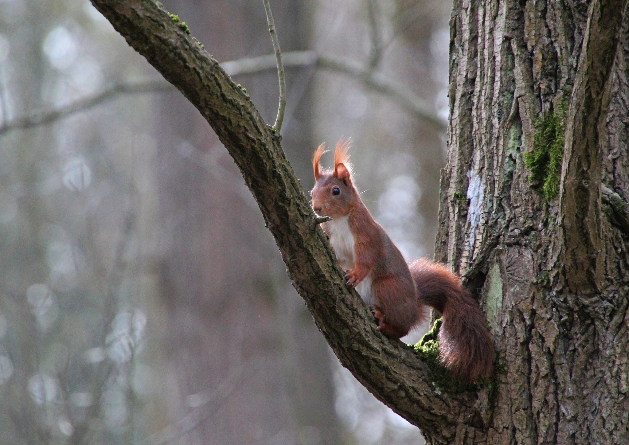 Canon EOS 550D (EOS Rebel T2i / EOS Kiss X4) + Canon 18-270mm sample photo. Squirrel photography