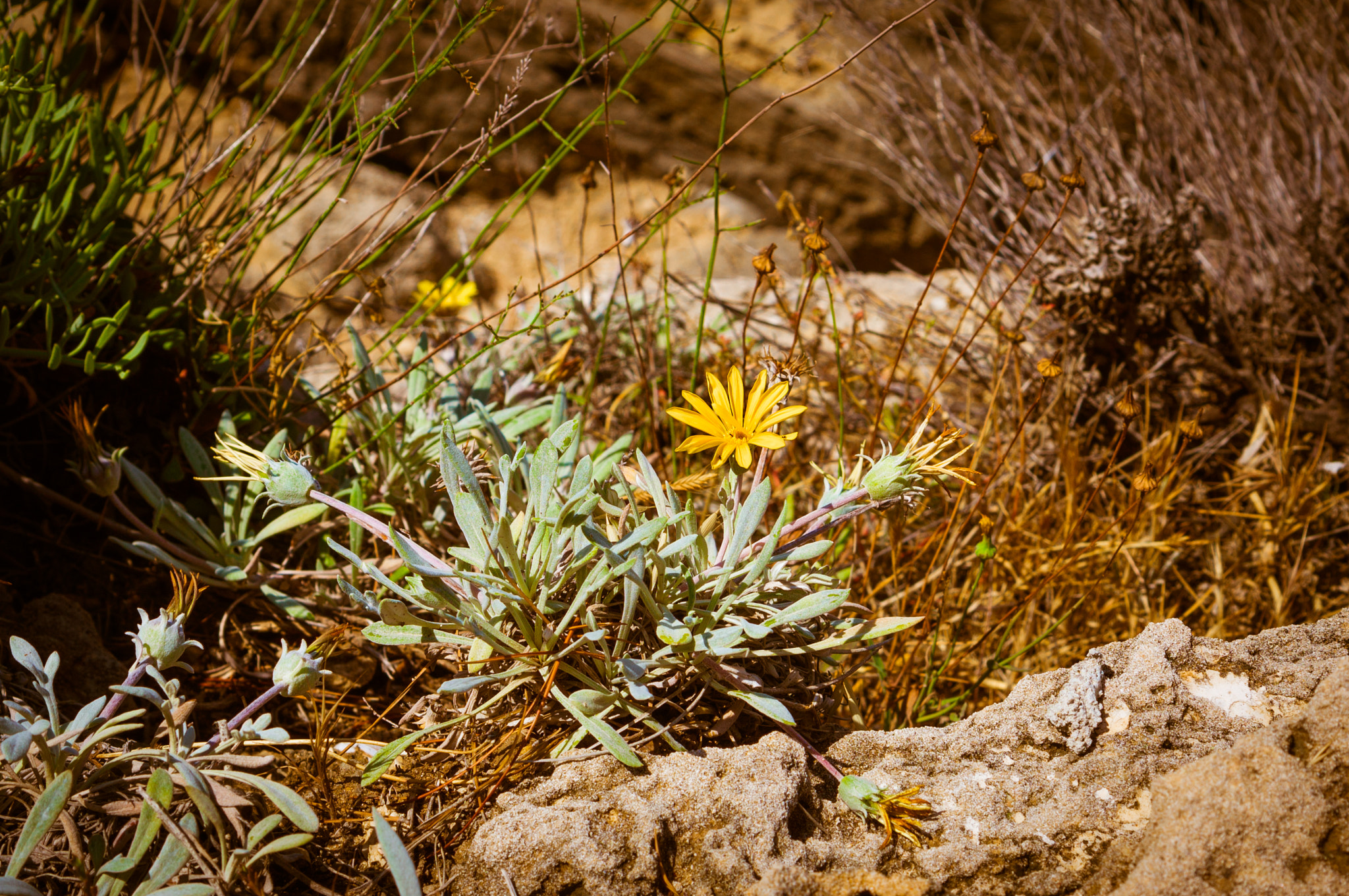 Sony E 35mm F1.8 OSS sample photo. Flower. photography