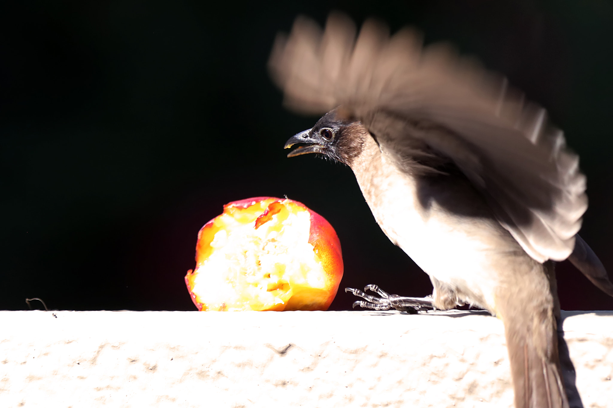 Canon EF 100-400mm F4.5-5.6L IS USM sample photo. Birdwings flapping photography