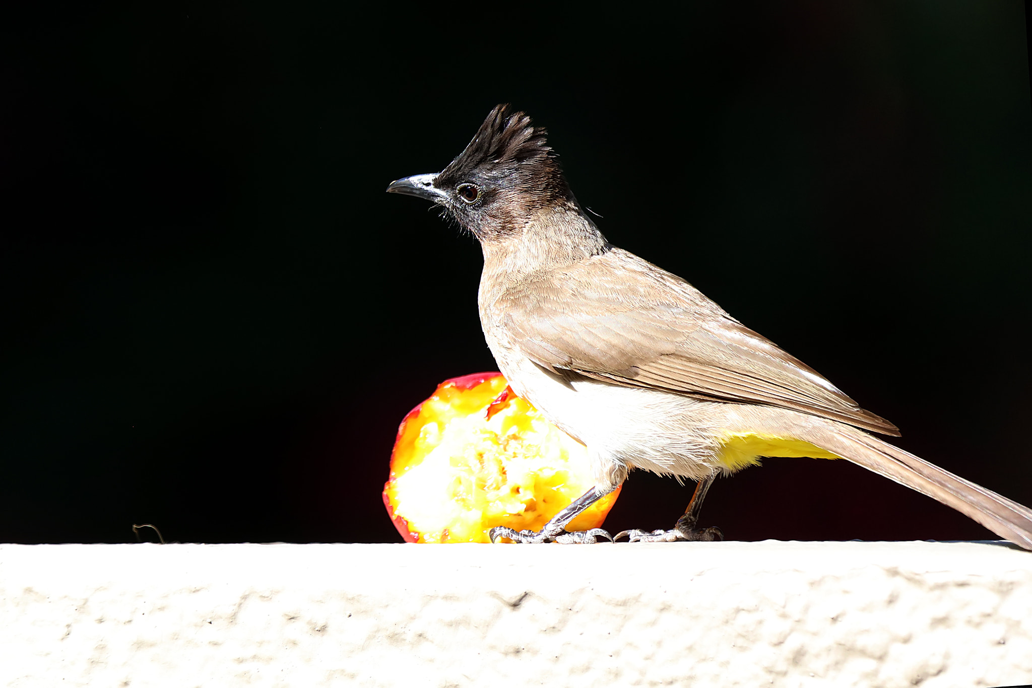 Canon EF 100-400mm F4.5-5.6L IS USM sample photo. Bulbul or tiptol photography