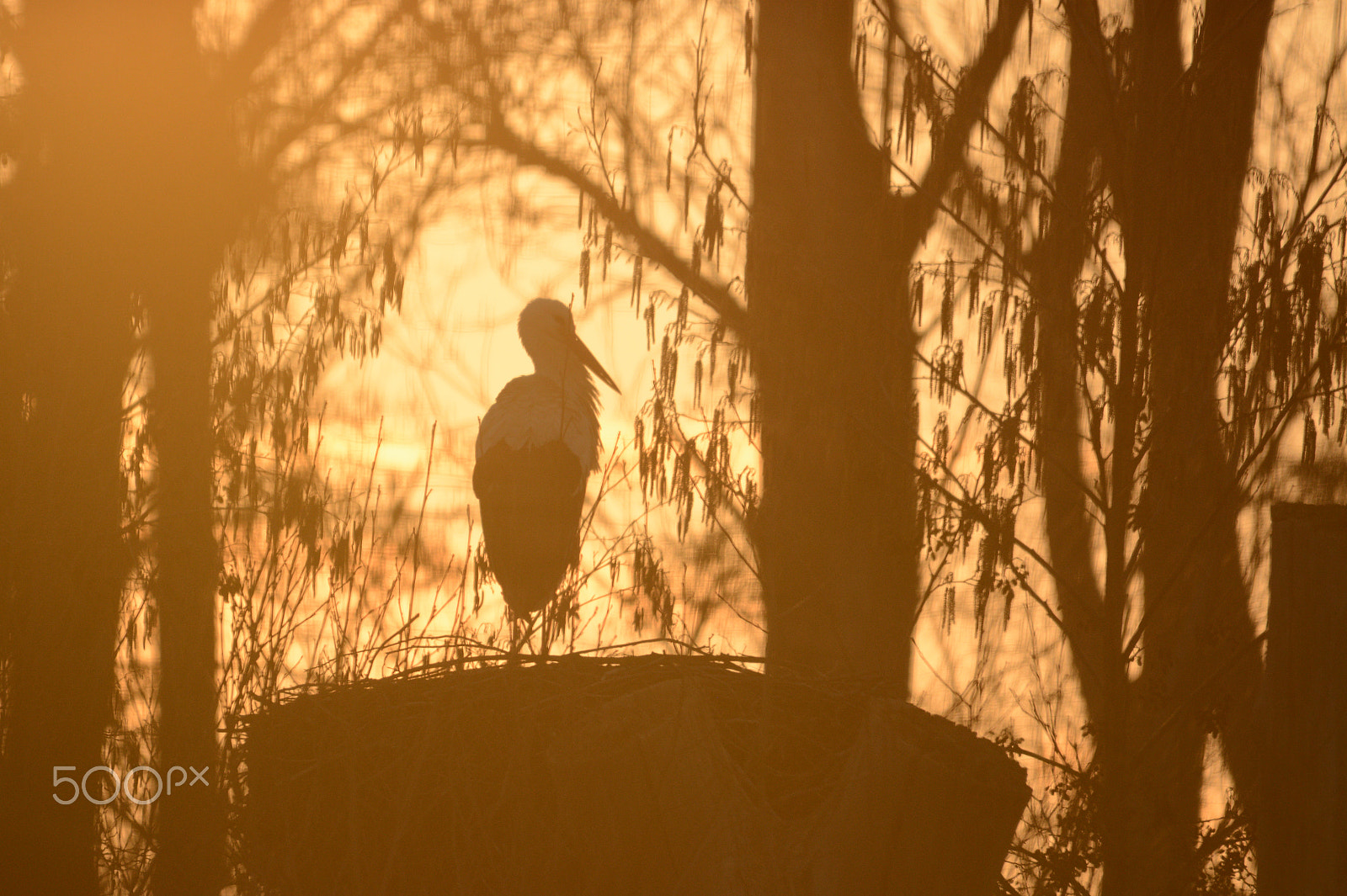 Sigma 120-400mm F4.5-5.6 DG OS HSM sample photo. They are back photography