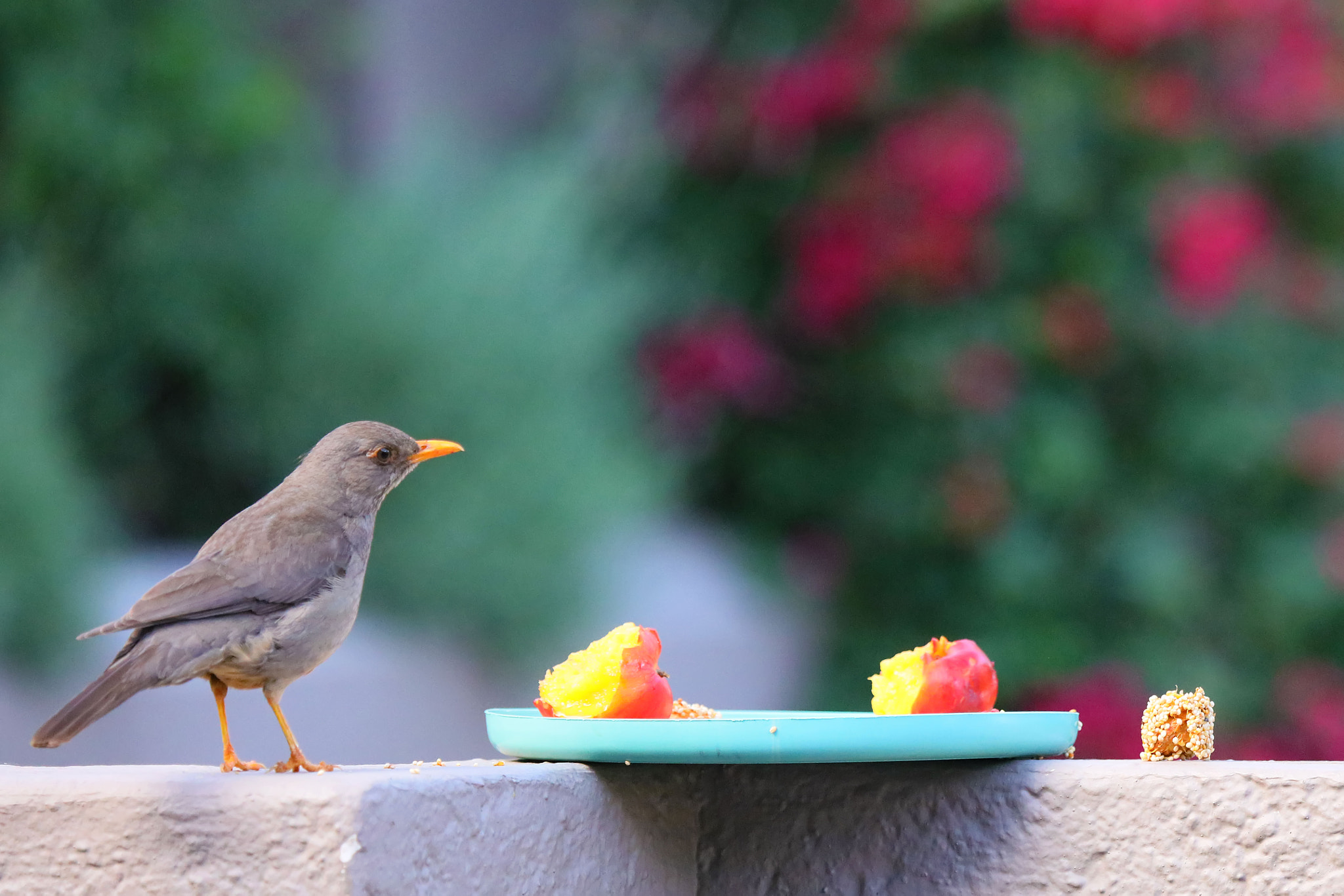 Canon EF 100-400mm F4.5-5.6L IS USM sample photo. Thrush photography