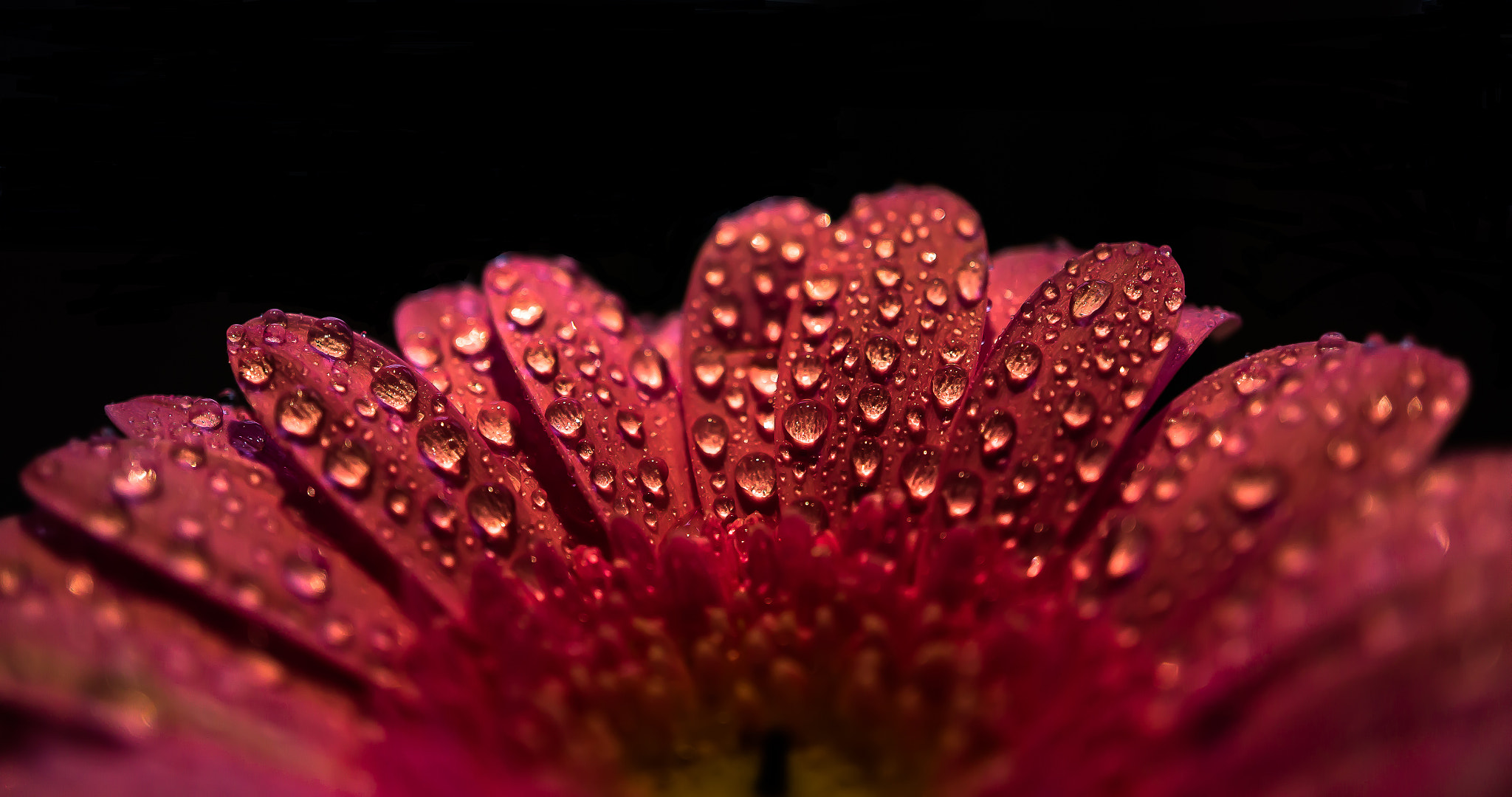 Sony Alpha NEX-5N + Sony E 30mm F3.5 Macro sample photo. Gerbera photography