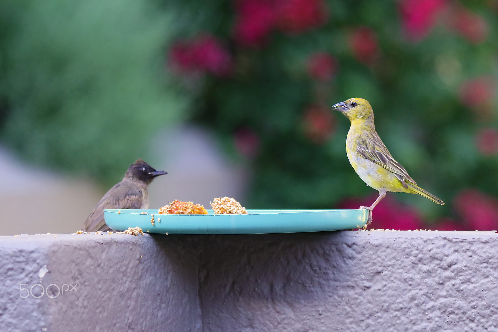 Canon EF 100-400mm F4.5-5.6L IS USM sample photo. Finch and bulbul photography