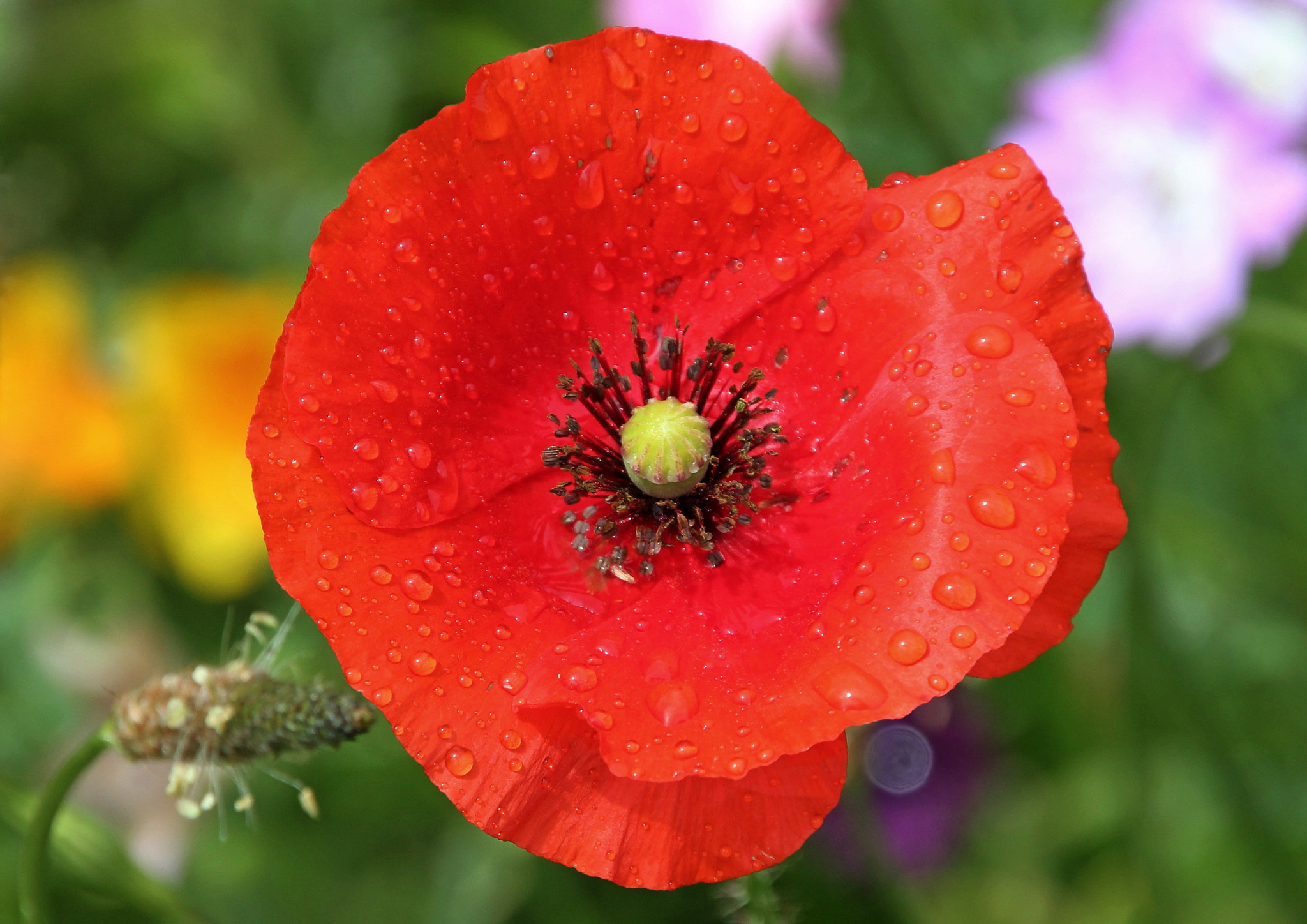 Canon EOS 550D (EOS Rebel T2i / EOS Kiss X4) + Canon 18-270mm sample photo. Poppy photography