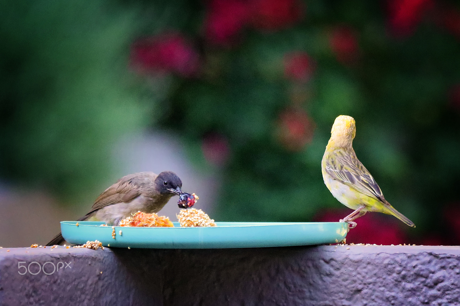 Canon EF 100-400mm F4.5-5.6L IS USM sample photo. Eating like a pig photography