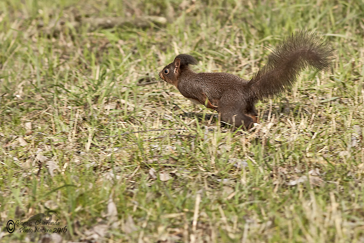 Canon EOS 40D + Canon EF 400mm F5.6L USM sample photo. Piu veloce della luce photography