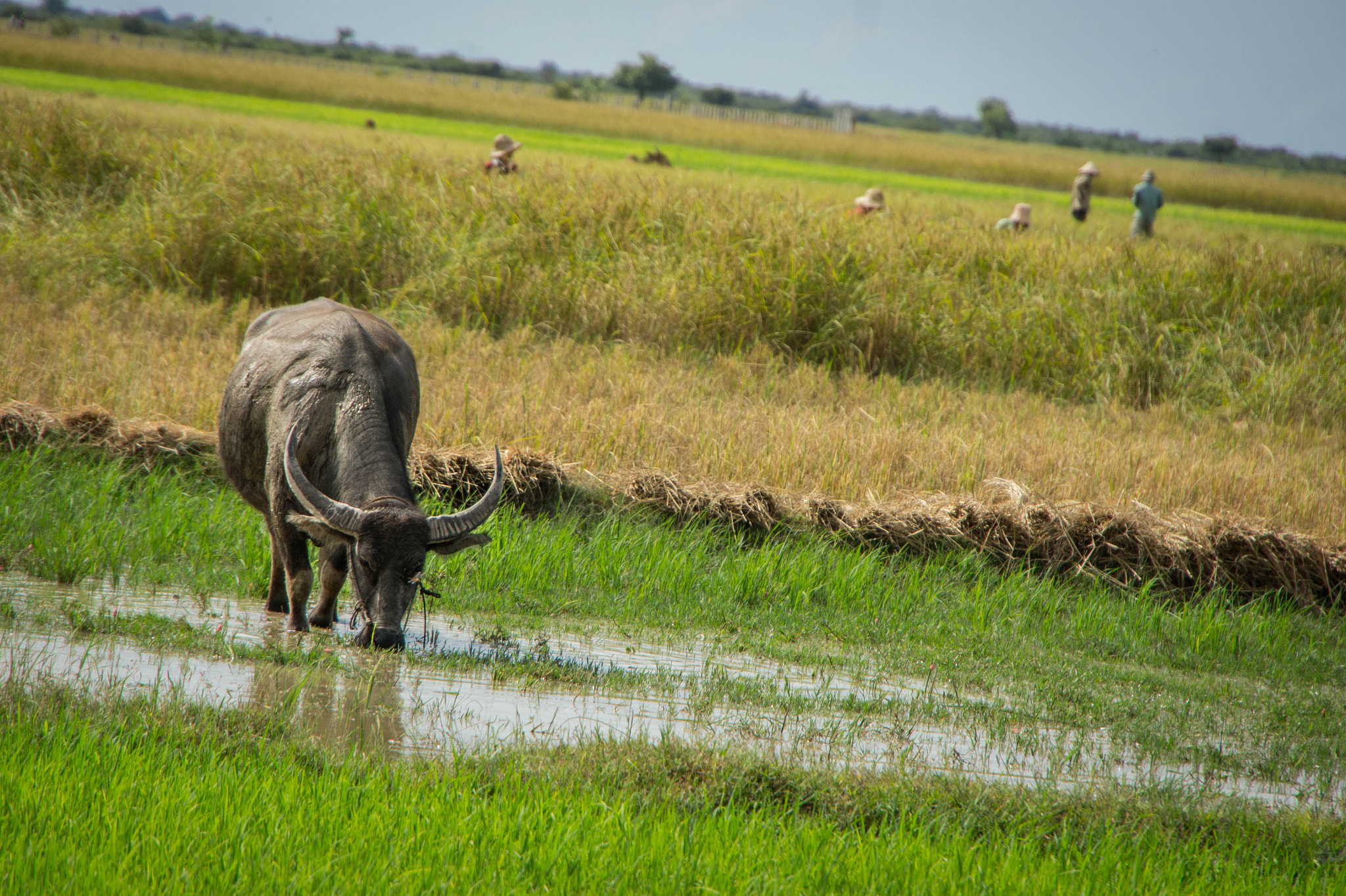 Sony Alpha NEX-3 sample photo. Paddy field photography