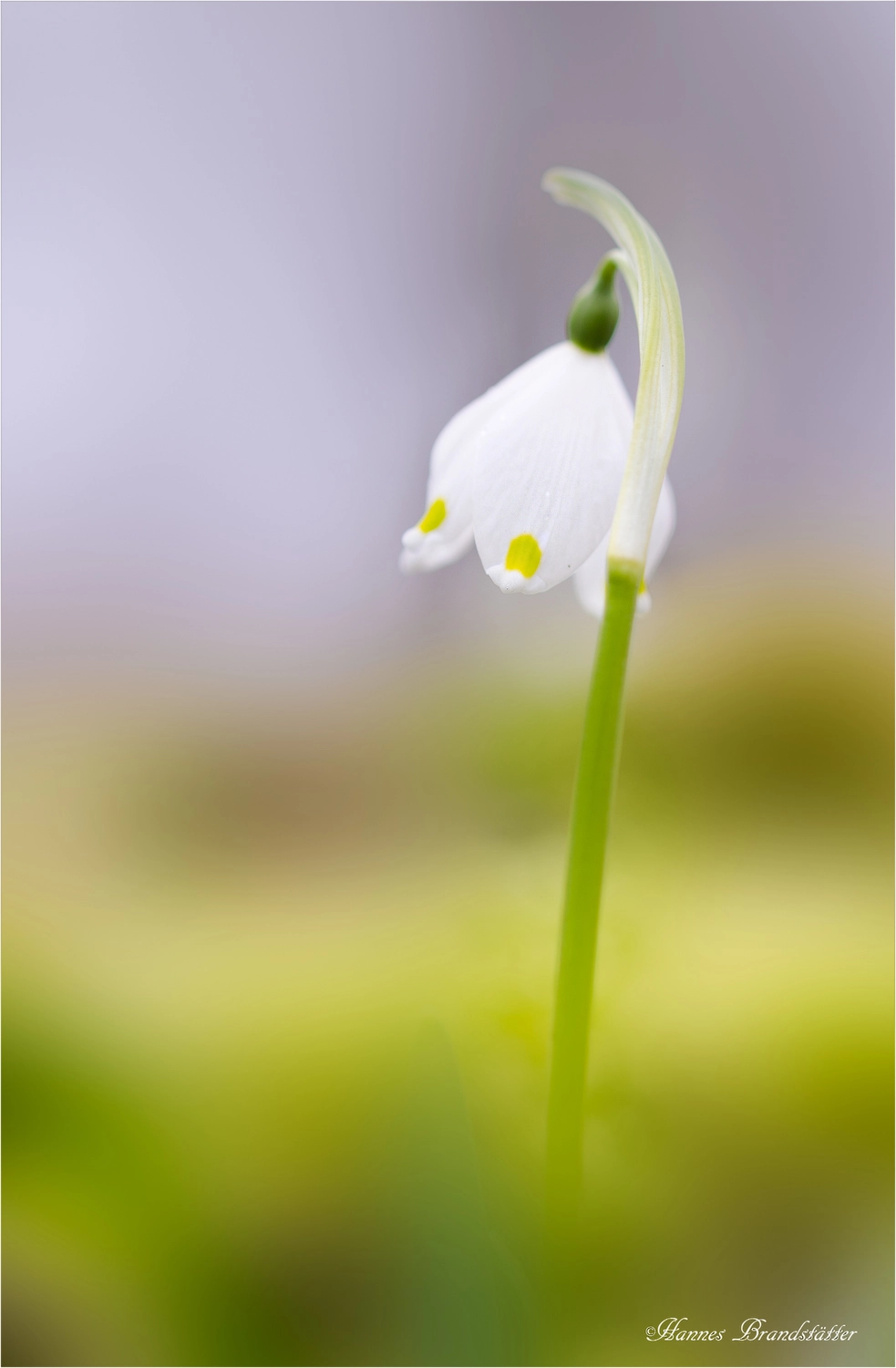 Nikon AF-S Micro-Nikkor 60mm F2.8G ED sample photo. Frühlingsbote photography