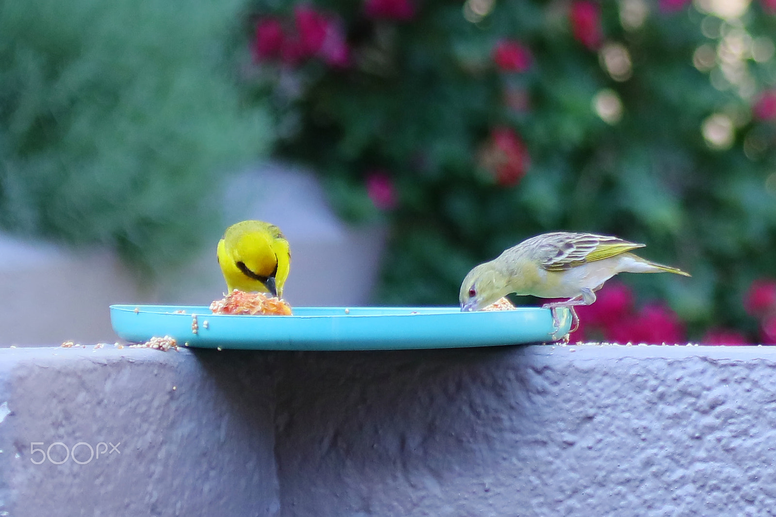 Canon EOS 5DS R + Canon EF 100-400mm F4.5-5.6L IS USM sample photo. Yellow finch needs food, wife said so photography