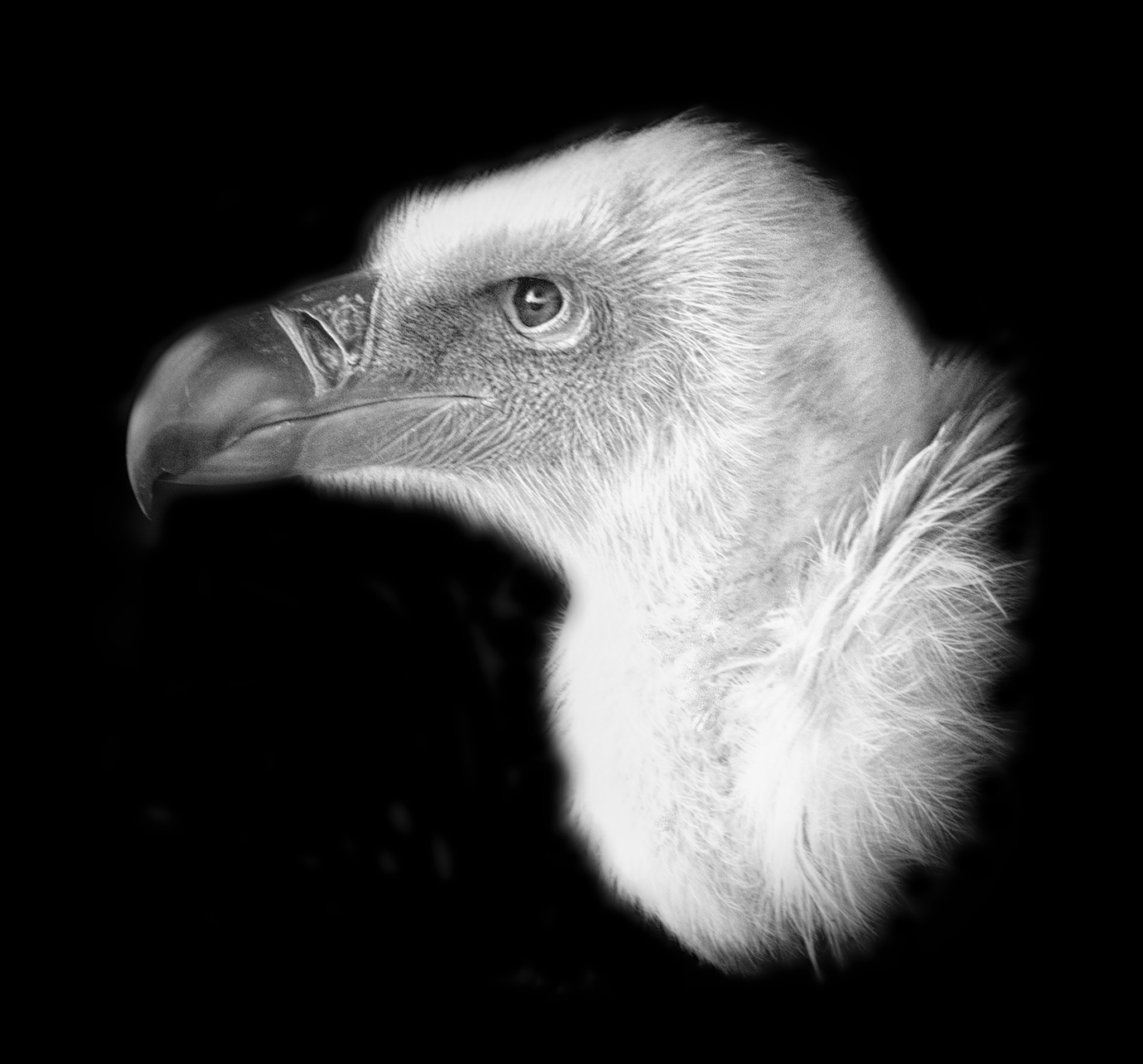AF-S Nikkor 300mm f/2.8D IF-ED II sample photo. Vulture photography