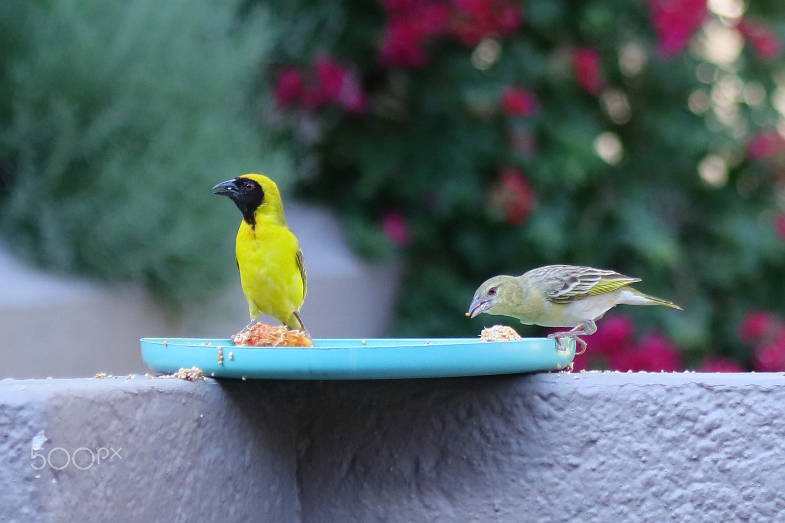 Canon EF 100-400mm F4.5-5.6L IS USM sample photo. Very nervous about wife... photography