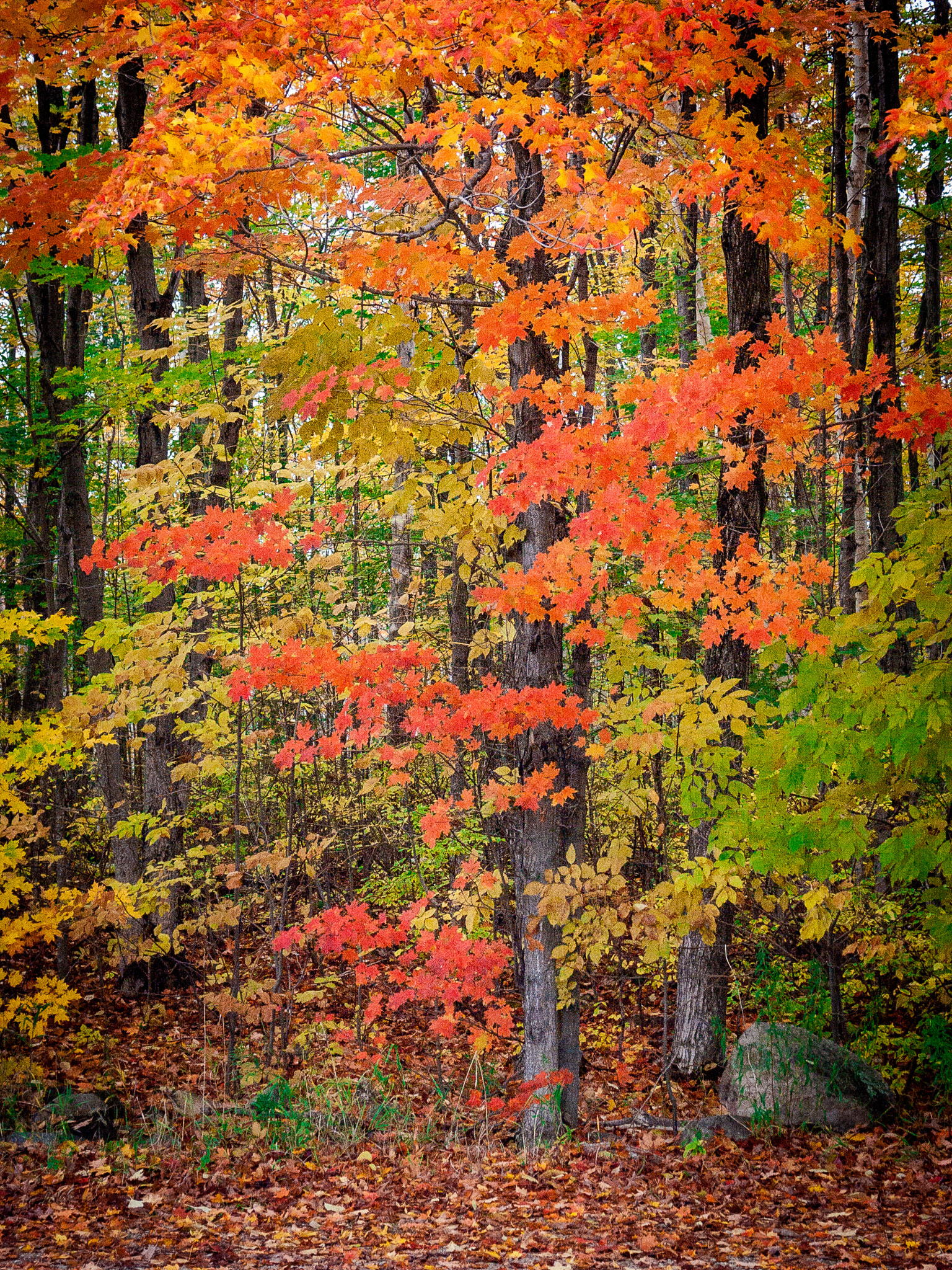 KONICA MINOLTA DiMAGE A2 sample photo. Falls color crane lake photography