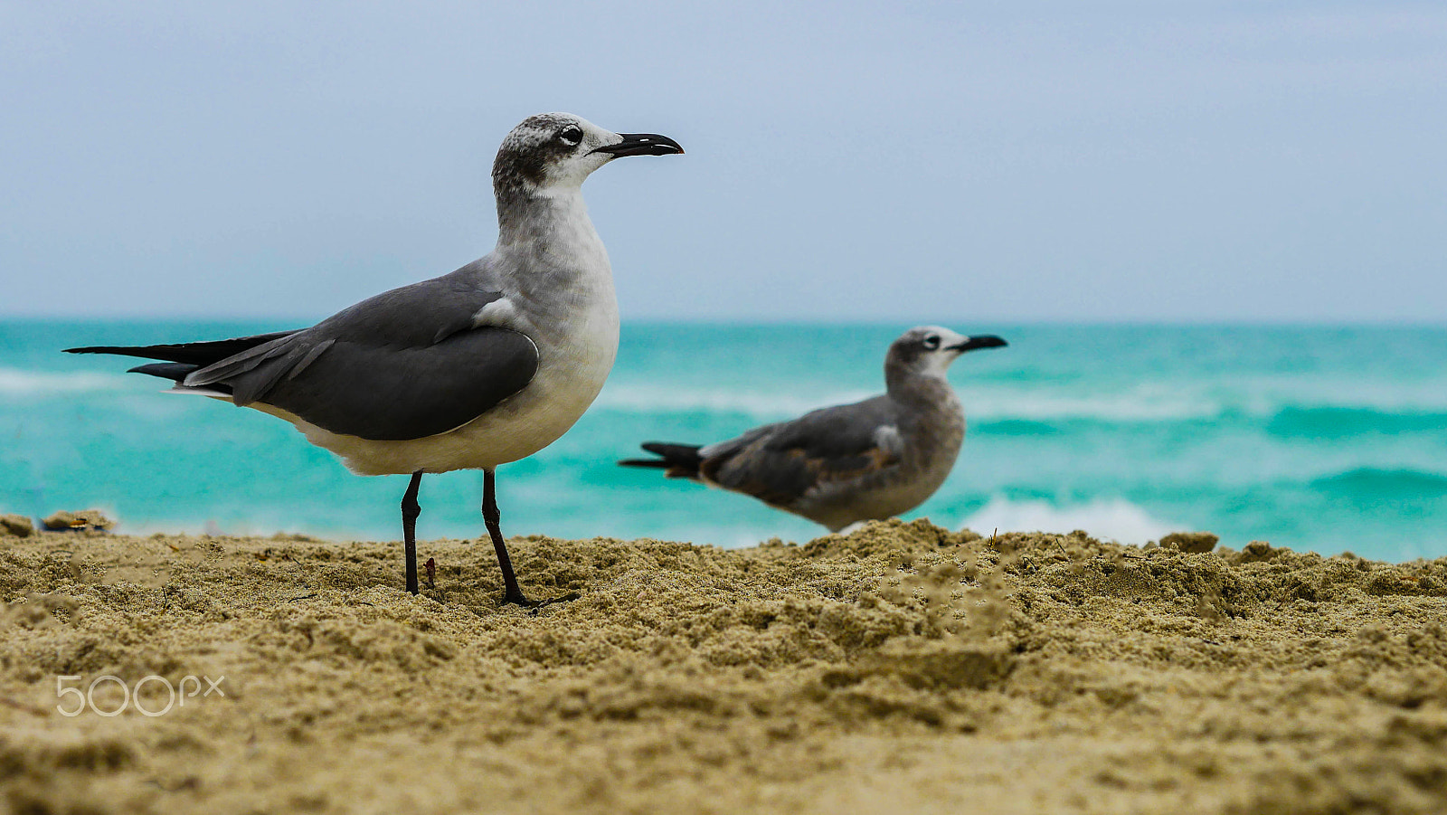 Panasonic Lumix DMC-G7 + Olympus M.Zuiko Digital 45mm F1.8 sample photo. Seagulls photography