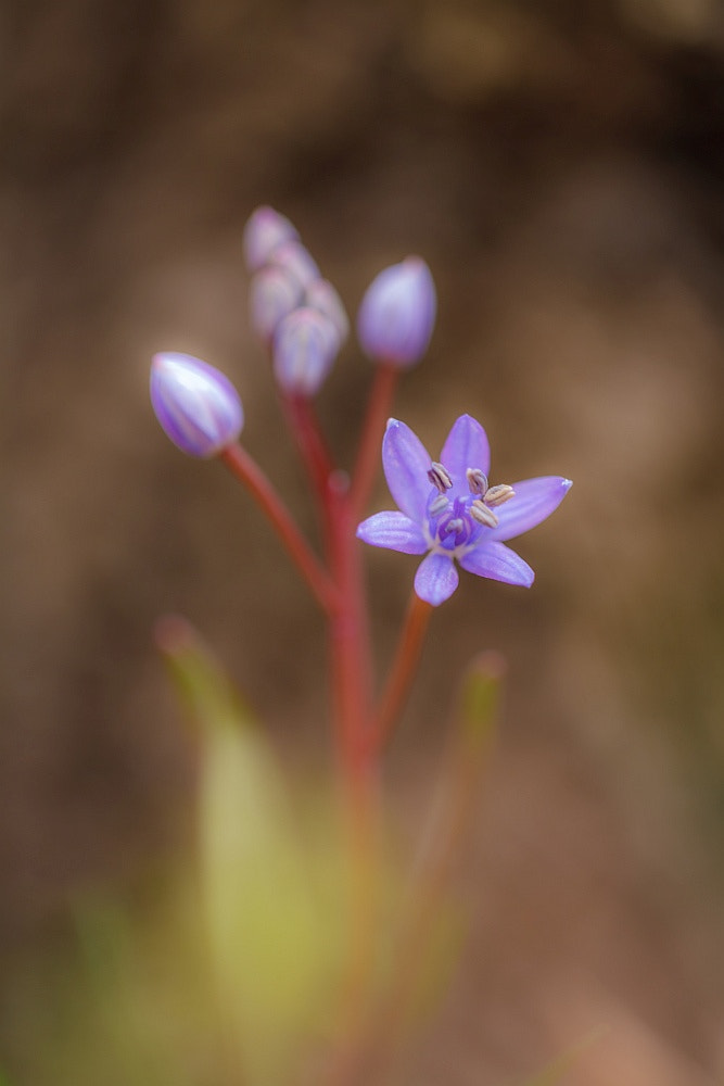 Sigma APO Macro 150mm f/2.8 EX DG HSM sample photo. The spring is coming photography