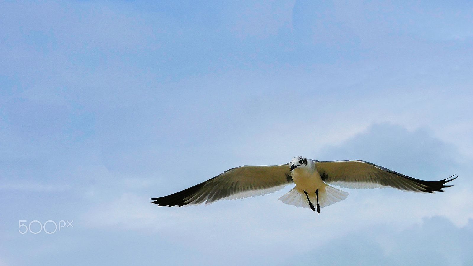 Panasonic Lumix DMC-G7 + Olympus M.Zuiko Digital 45mm F1.8 sample photo. Seagulls photography