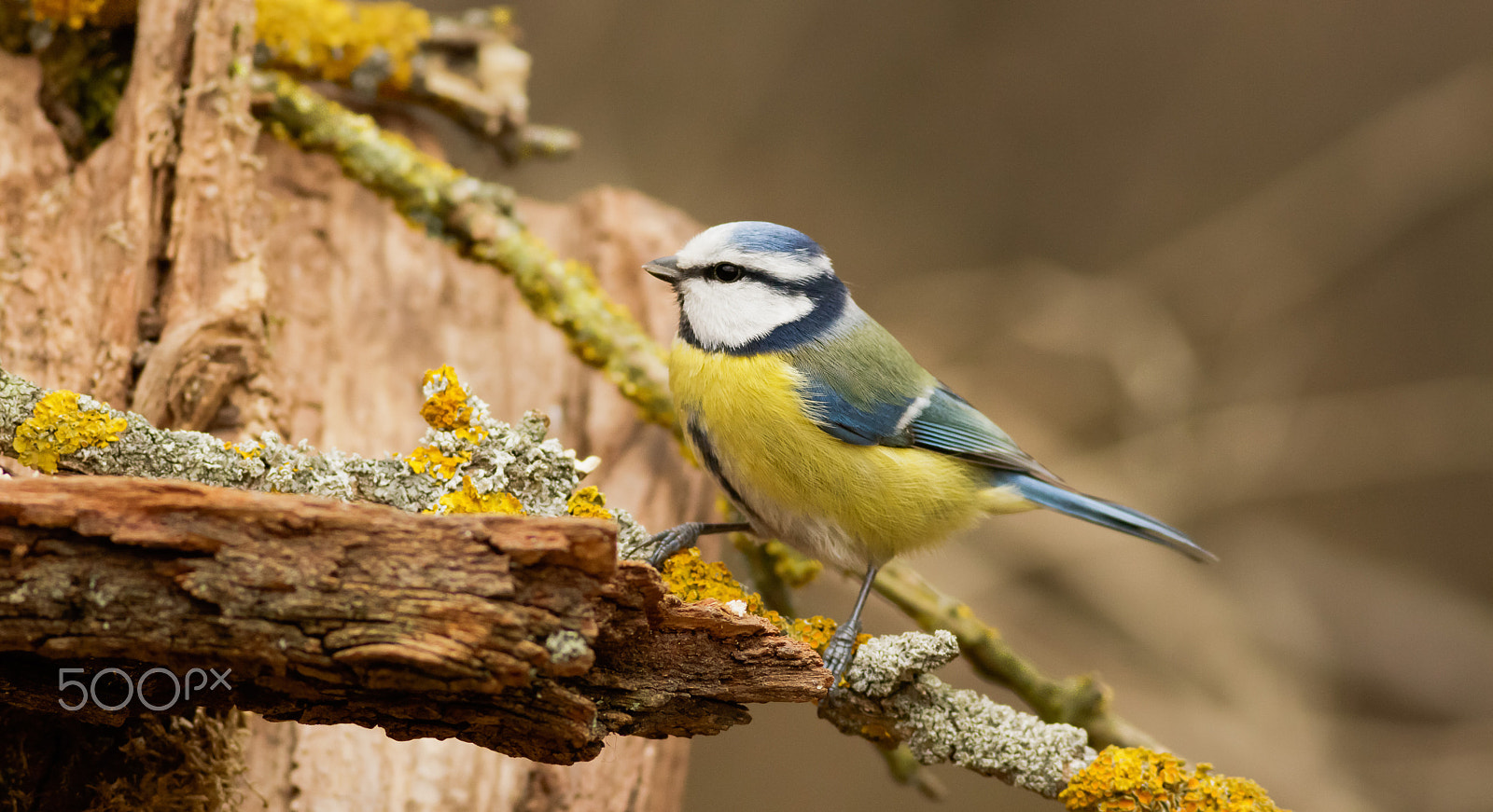 Canon EF 400mm F5.6L USM sample photo. Sýkorka modřinka photography