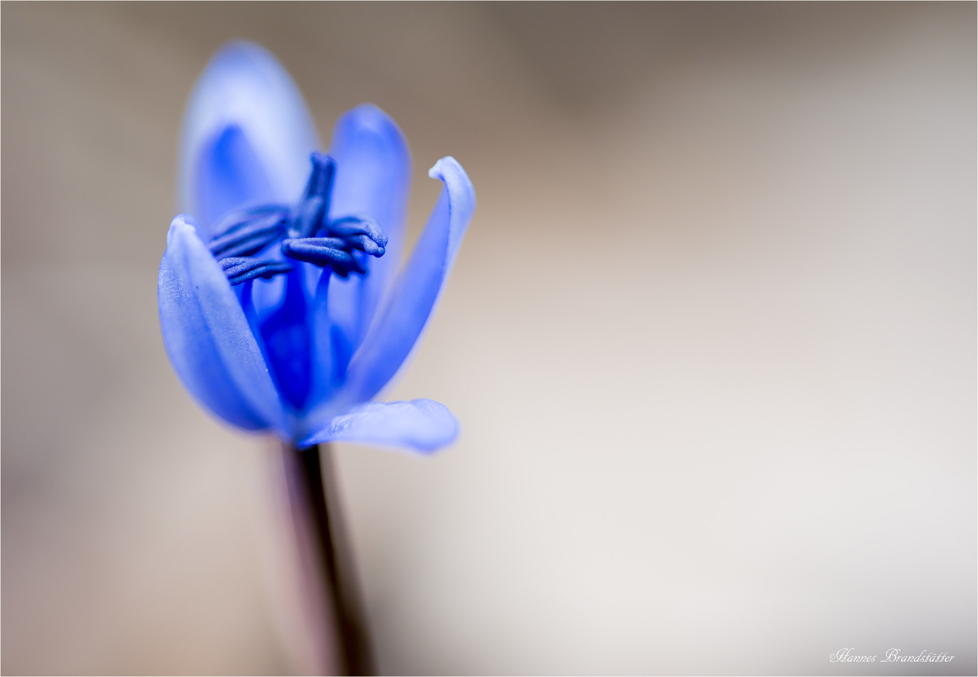 Sigma 150mm F2.8 EX DG OS Macro HSM sample photo. Blaustern photography