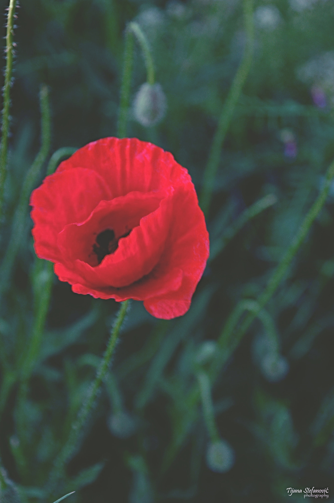 Nikon D70s sample photo. Flower photography