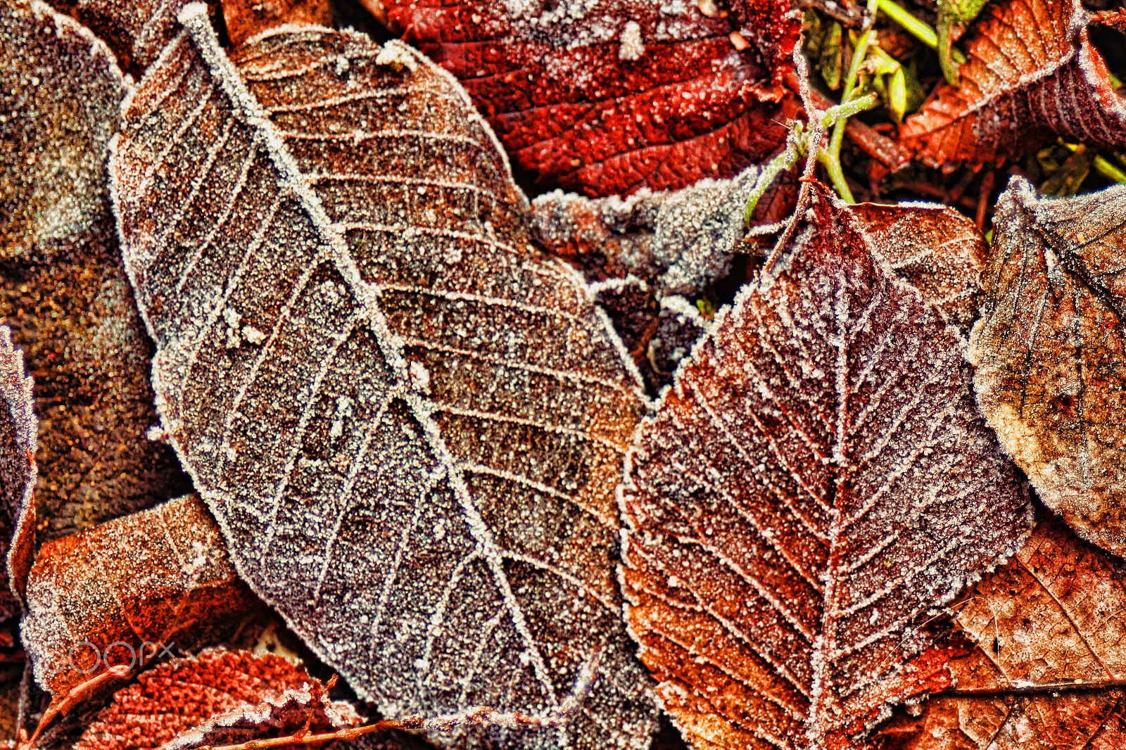 Canon EF 28-80mm f/3.5-5.6 sample photo. Leaf photography