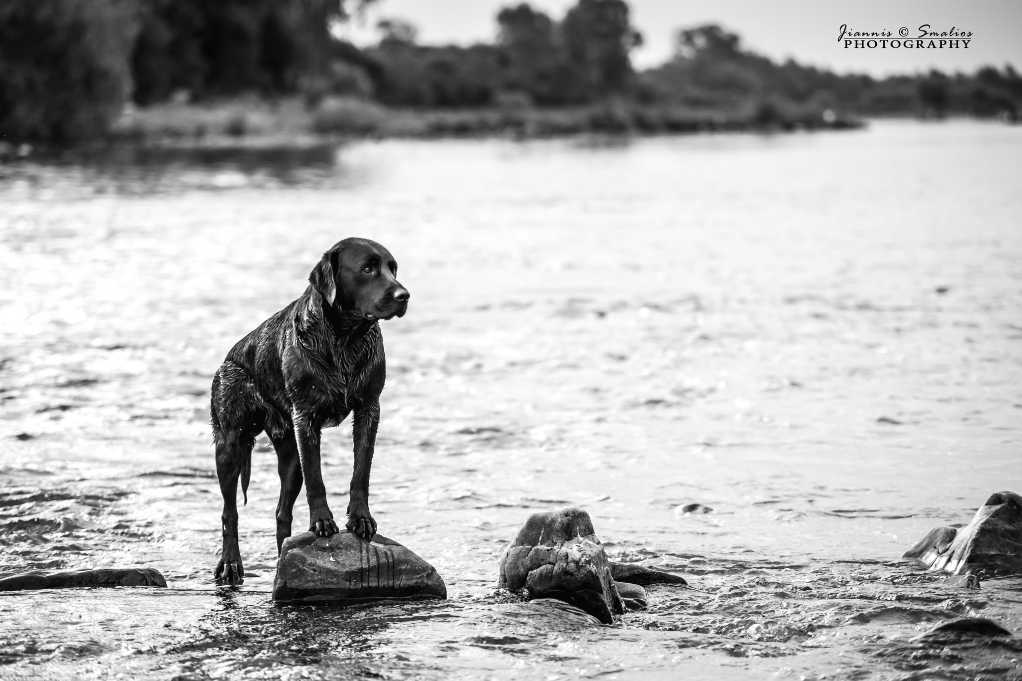 Sigma 50-150mm F2.8 EX APO DC HSM sample photo. River dog photography