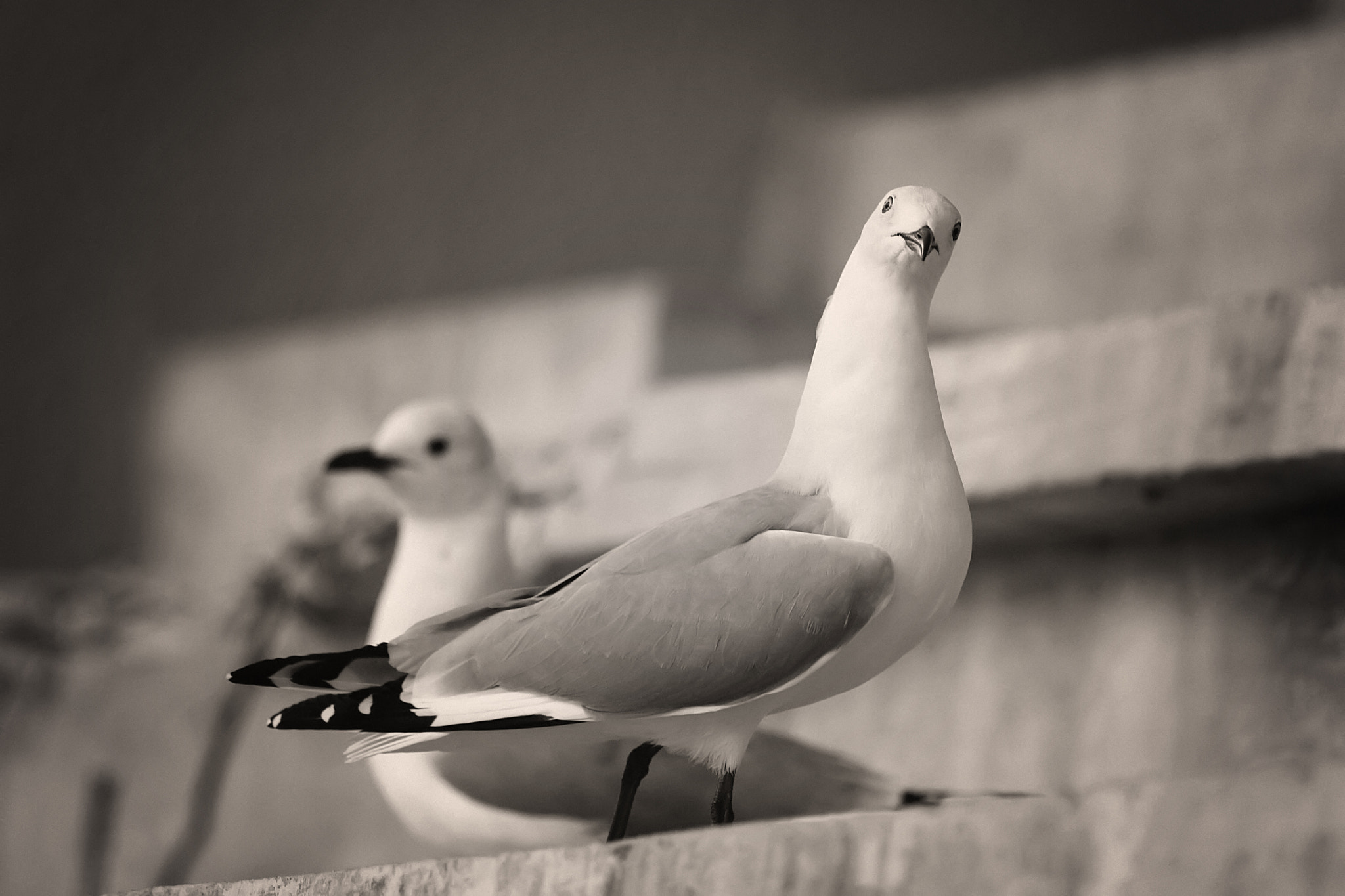 Canon EF 100-400mm F4.5-5.6L IS USM sample photo. How do you do? photography