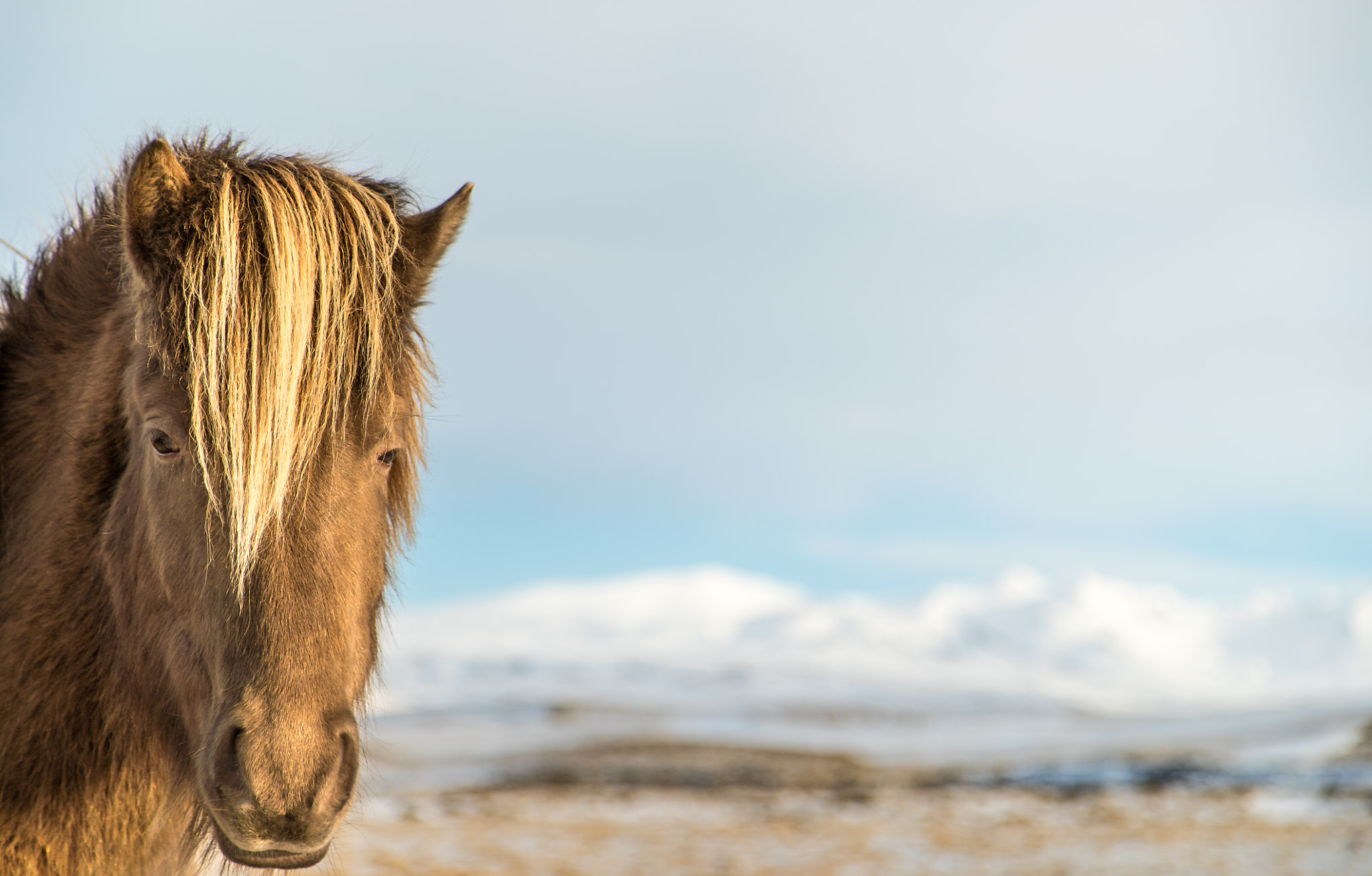 Tamron 18-270mm F3.5-6.3 Di II PZD sample photo. Icelandic horse photography