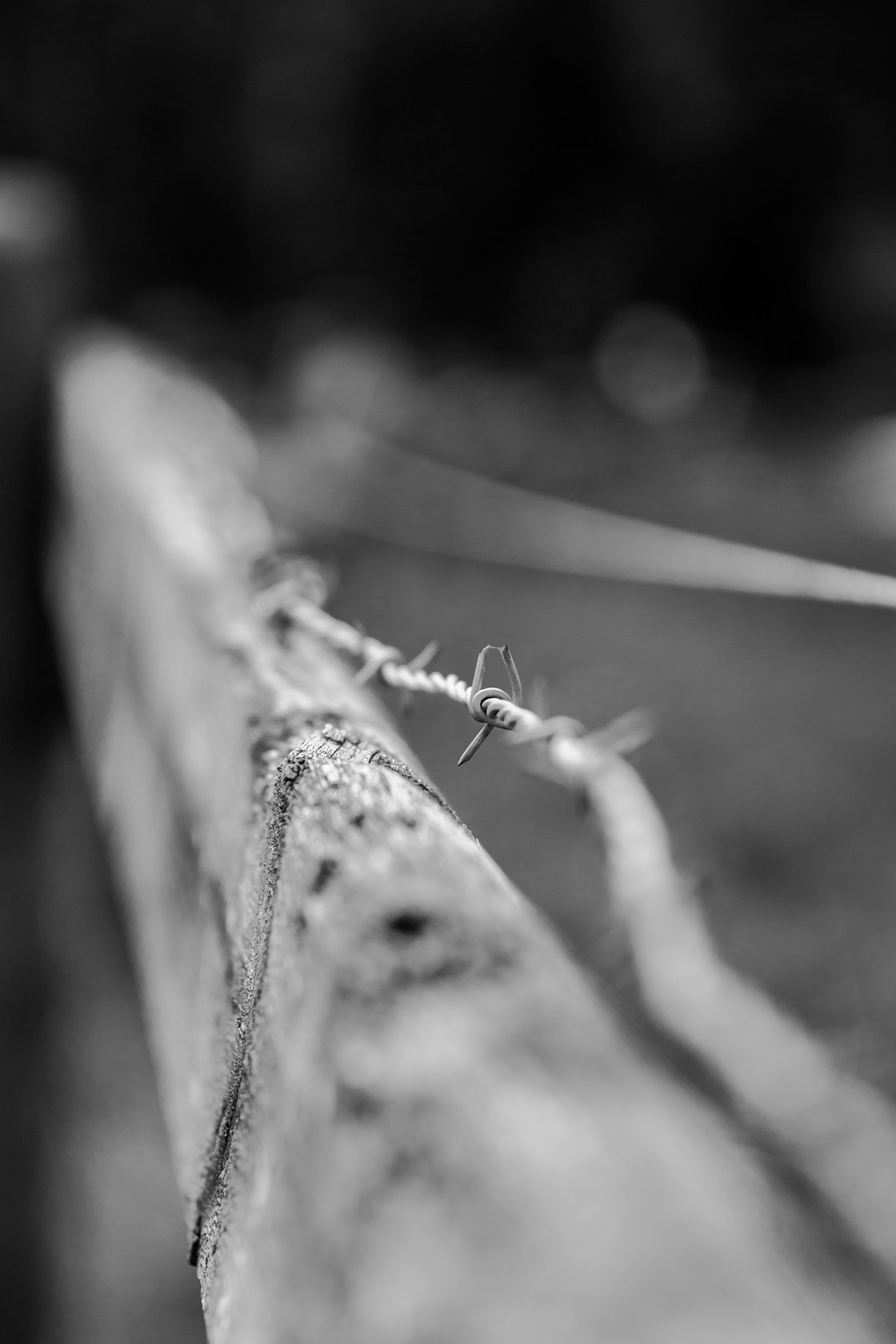 Canon EF 24-70mm F2.8L II USM sample photo. Stachliger holzzaun / spiny wooden fence photography