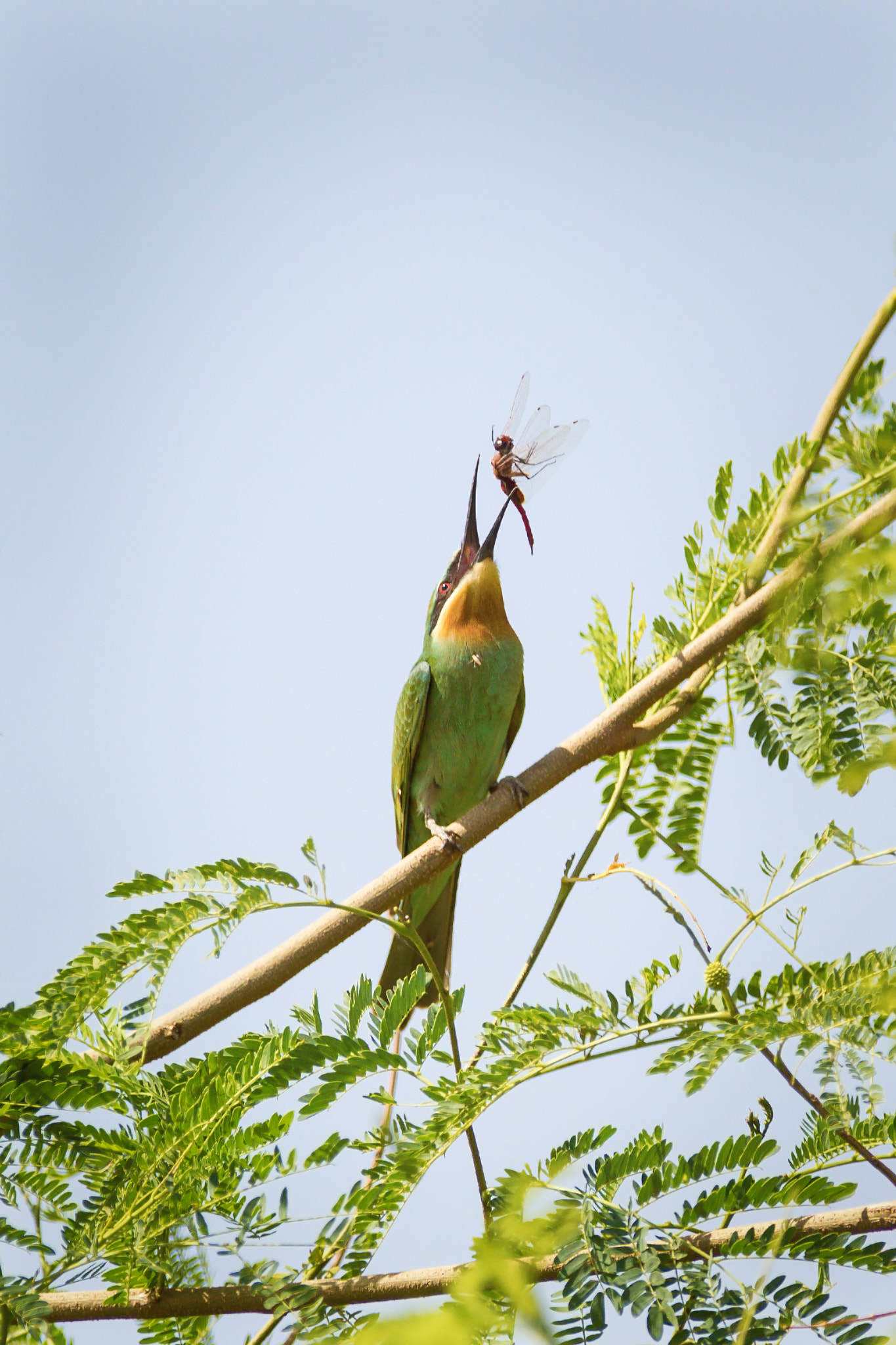 Canon EF 300mm f/2.8L + 1.4x sample photo. Lunch time photography