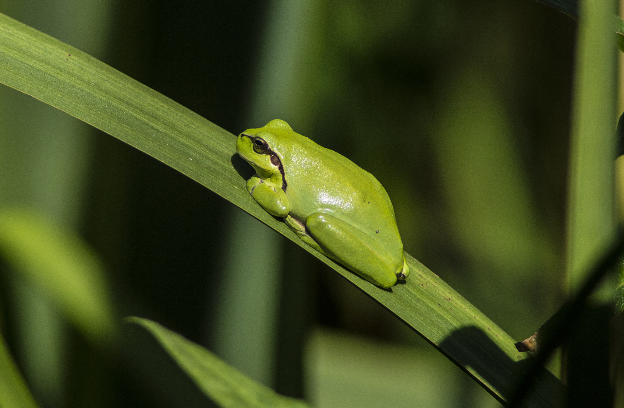 Tamron AF 200-400mm f/5.6 LD IF (75D) sample photo. Ranita meridional - (hyla meridionalis) photography
