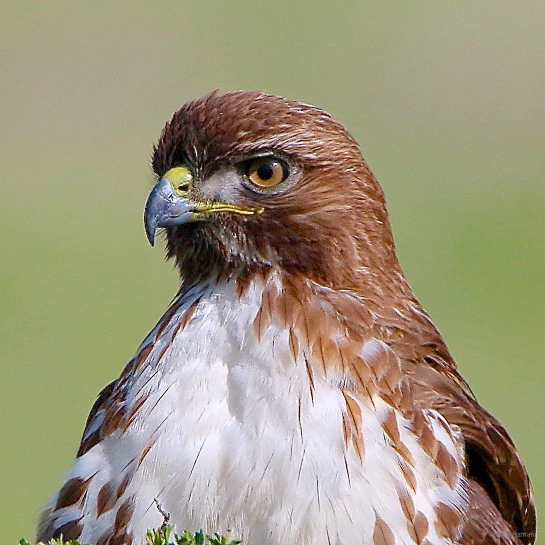 Tamron SP 150-600mm F5-6.3 Di VC USD sample photo. Red tail hawk photography