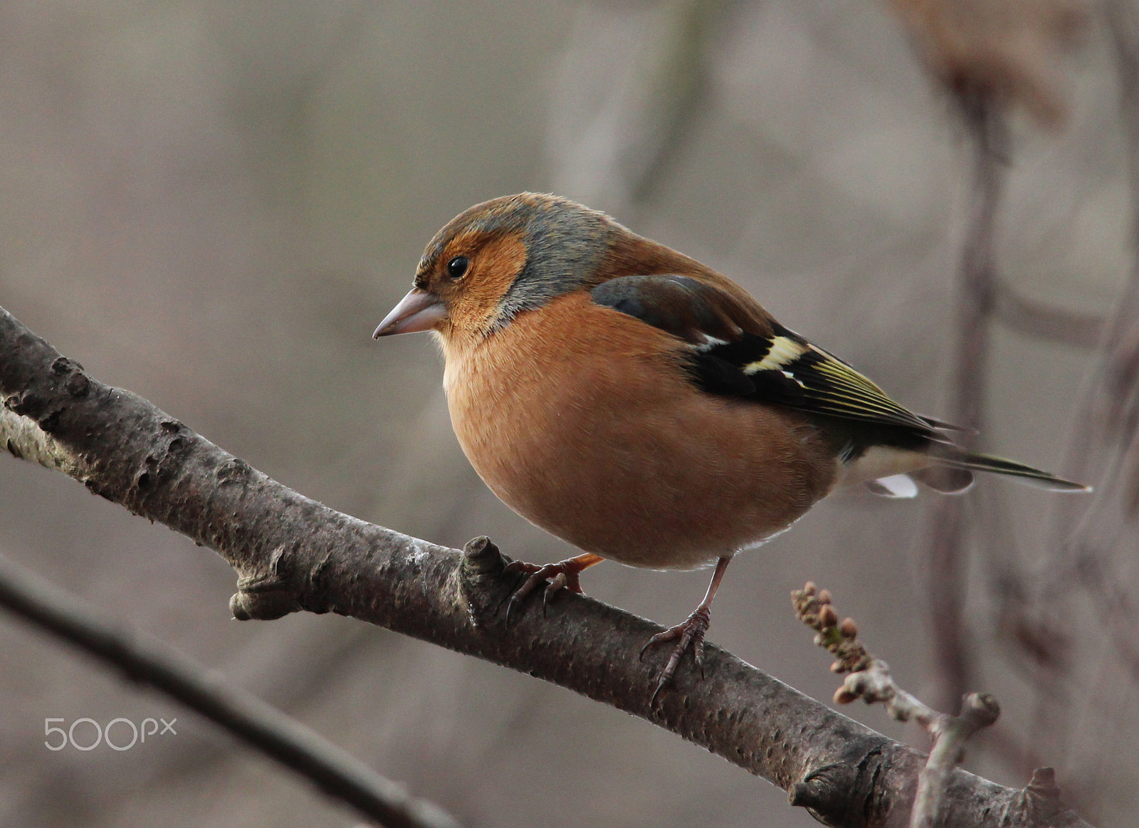 Canon EOS 650D (EOS Rebel T4i / EOS Kiss X6i) + Sigma 150-500mm F5-6.3 DG OS HSM sample photo. Chaffinch photography