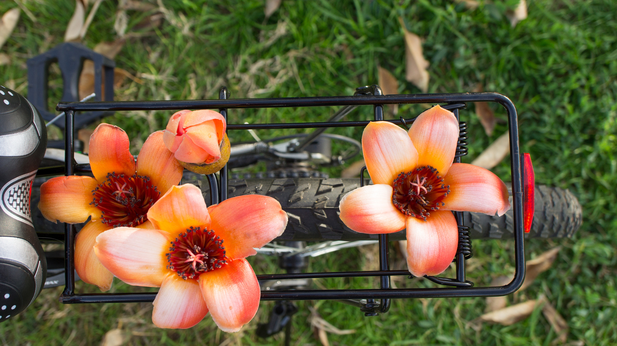 Sony Alpha NEX-3 + Sony E 30mm F3.5 Macro sample photo. Flowers on bike photography