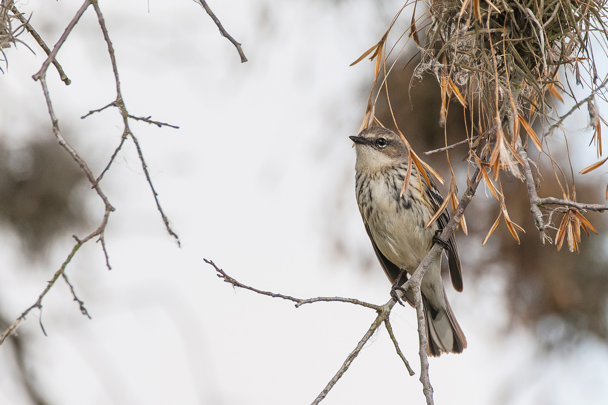 Sigma 150-600mm F5-6.3 DG OS HSM | C sample photo. Sparrow photography
