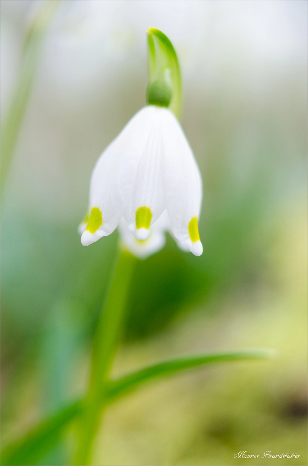 Nikon AF-S Micro-Nikkor 60mm F2.8G ED sample photo. Schneeglöckchen photography