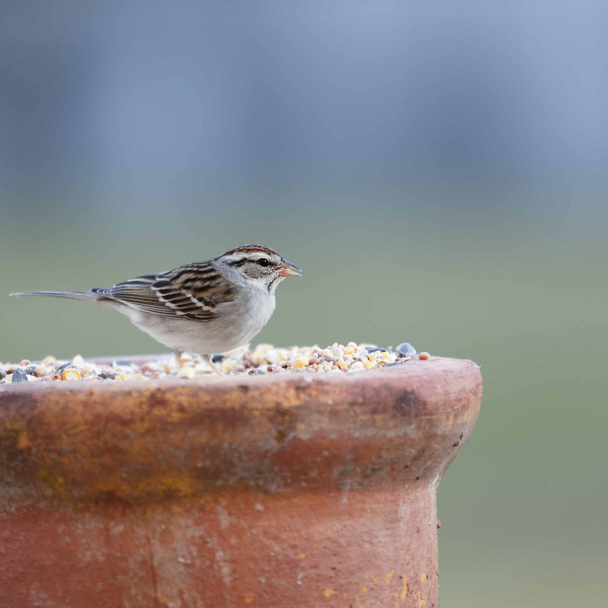 Canon EF 100-400mm F4.5-5.6L IS USM sample photo. _45a6547.jpg photography