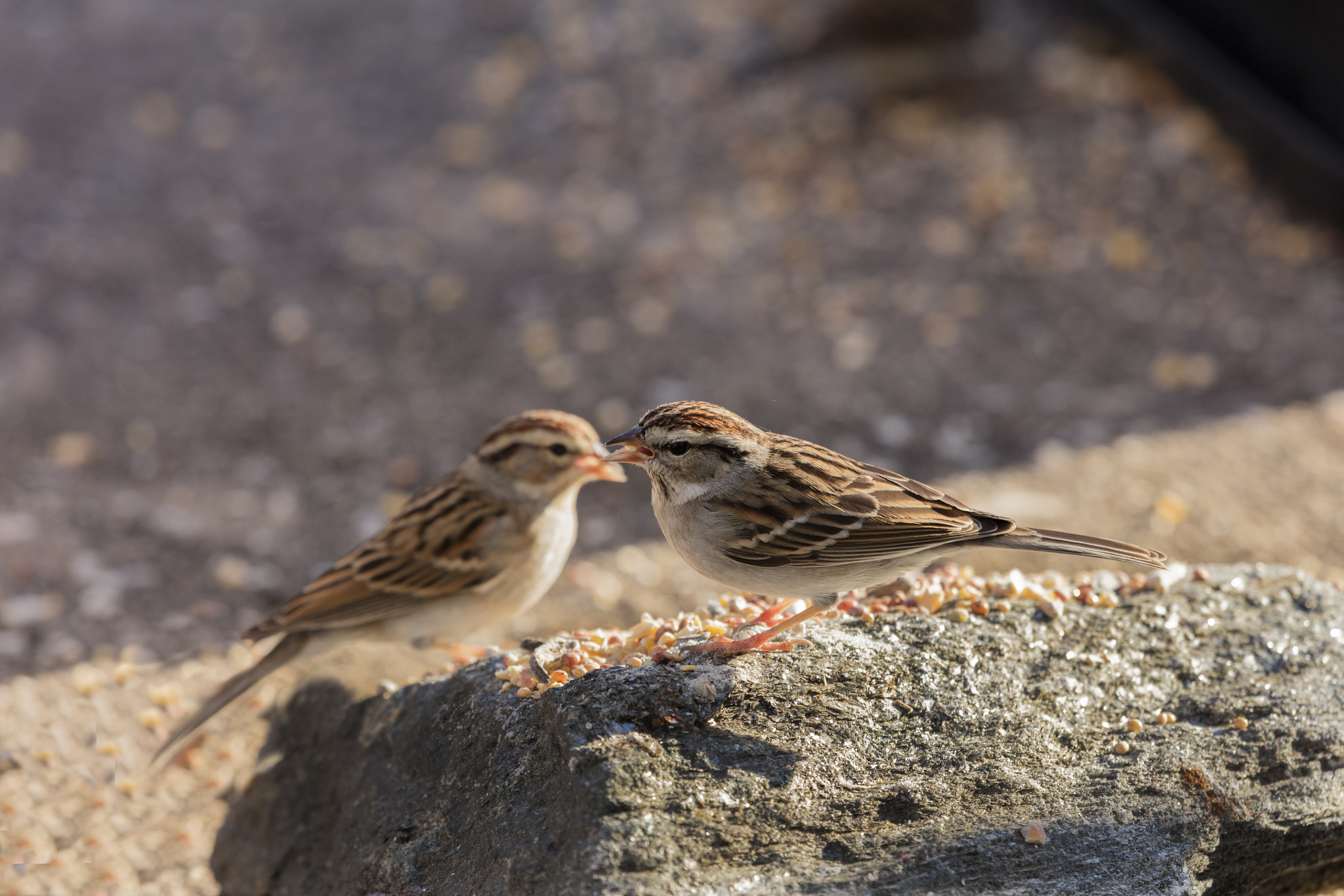 Canon EF 100-400mm F4.5-5.6L IS USM sample photo. _45a6740.jpg photography