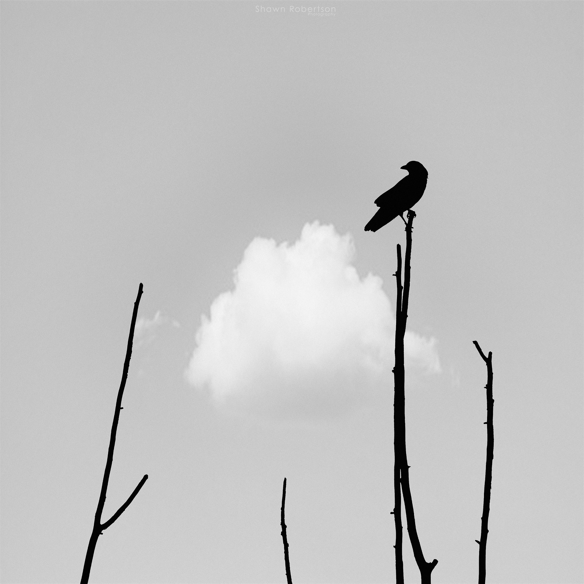 Nikon D800E + Nikon AF-S Nikkor 300mm F4D ED-IF sample photo. Nevermore photography