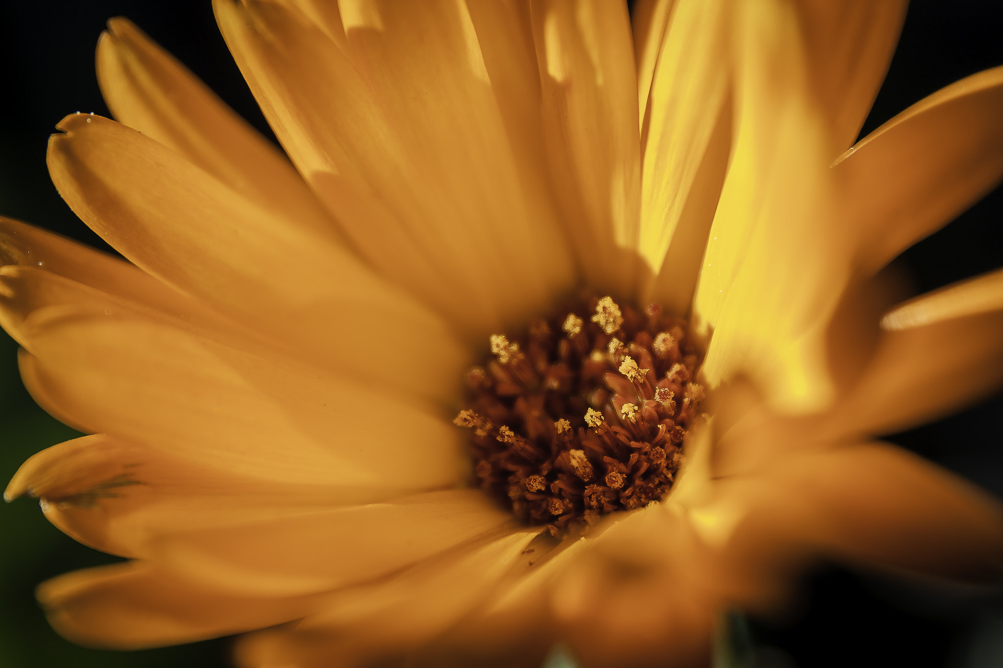 Canon EF 24-70mm F4L IS USM sample photo. Fleur orange photography