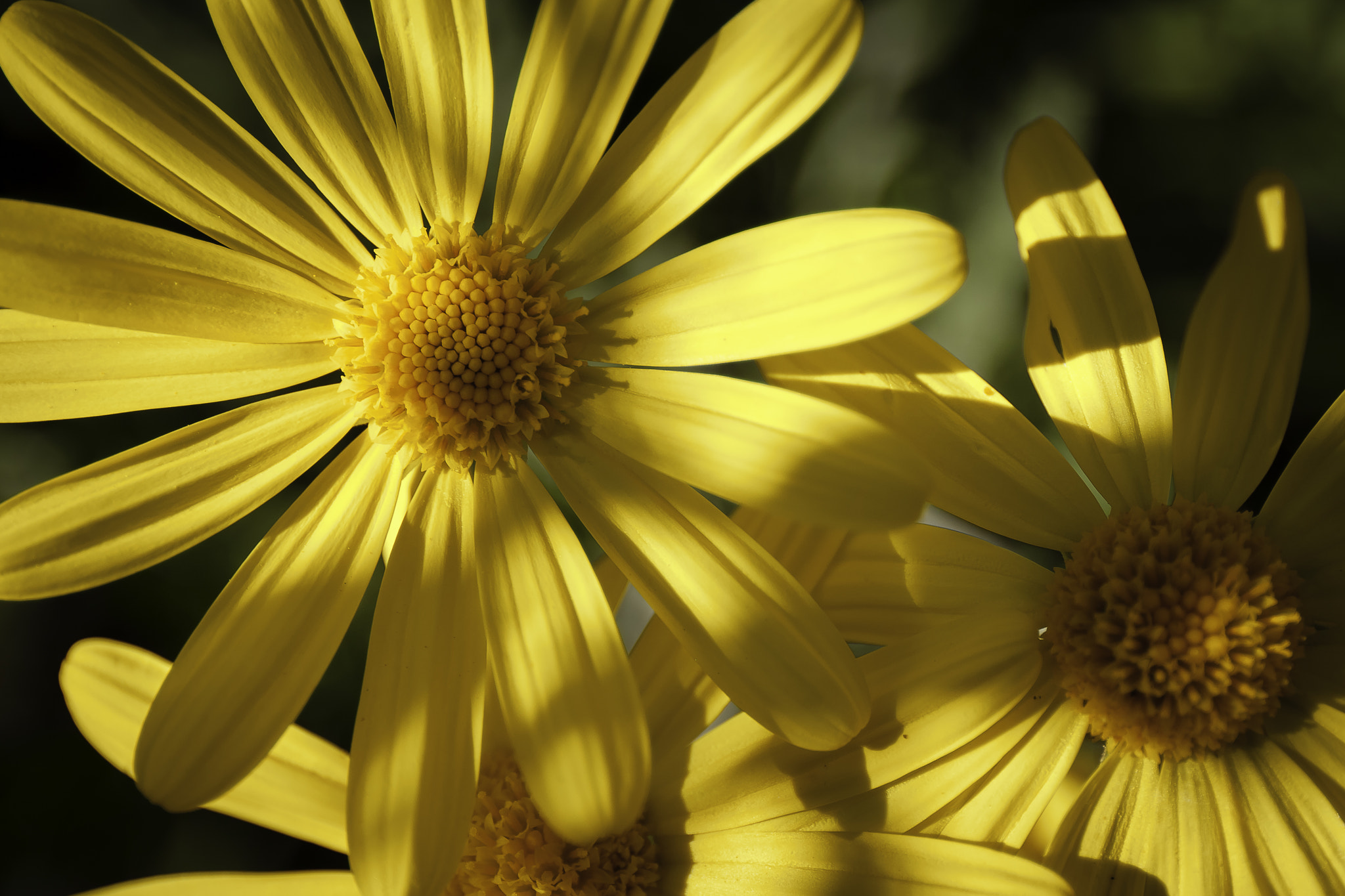 Canon EF 24-70mm F4L IS USM sample photo. Marguerittes jaunes photography