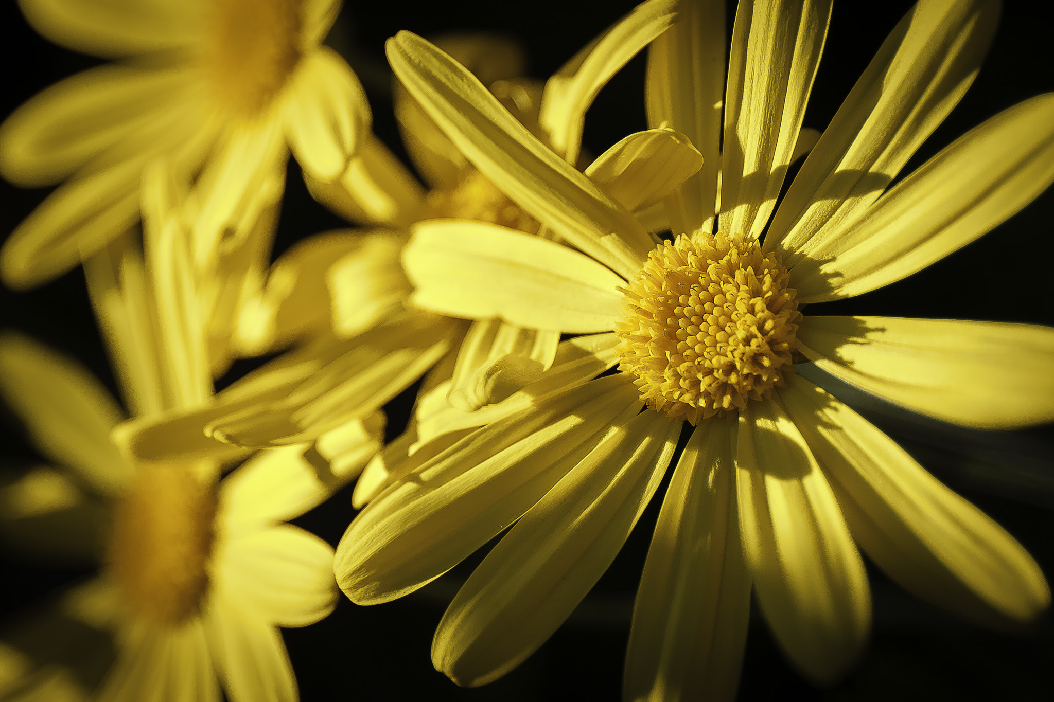 Canon EF 24-70mm F4L IS USM sample photo. Marguerittes jaunes photography