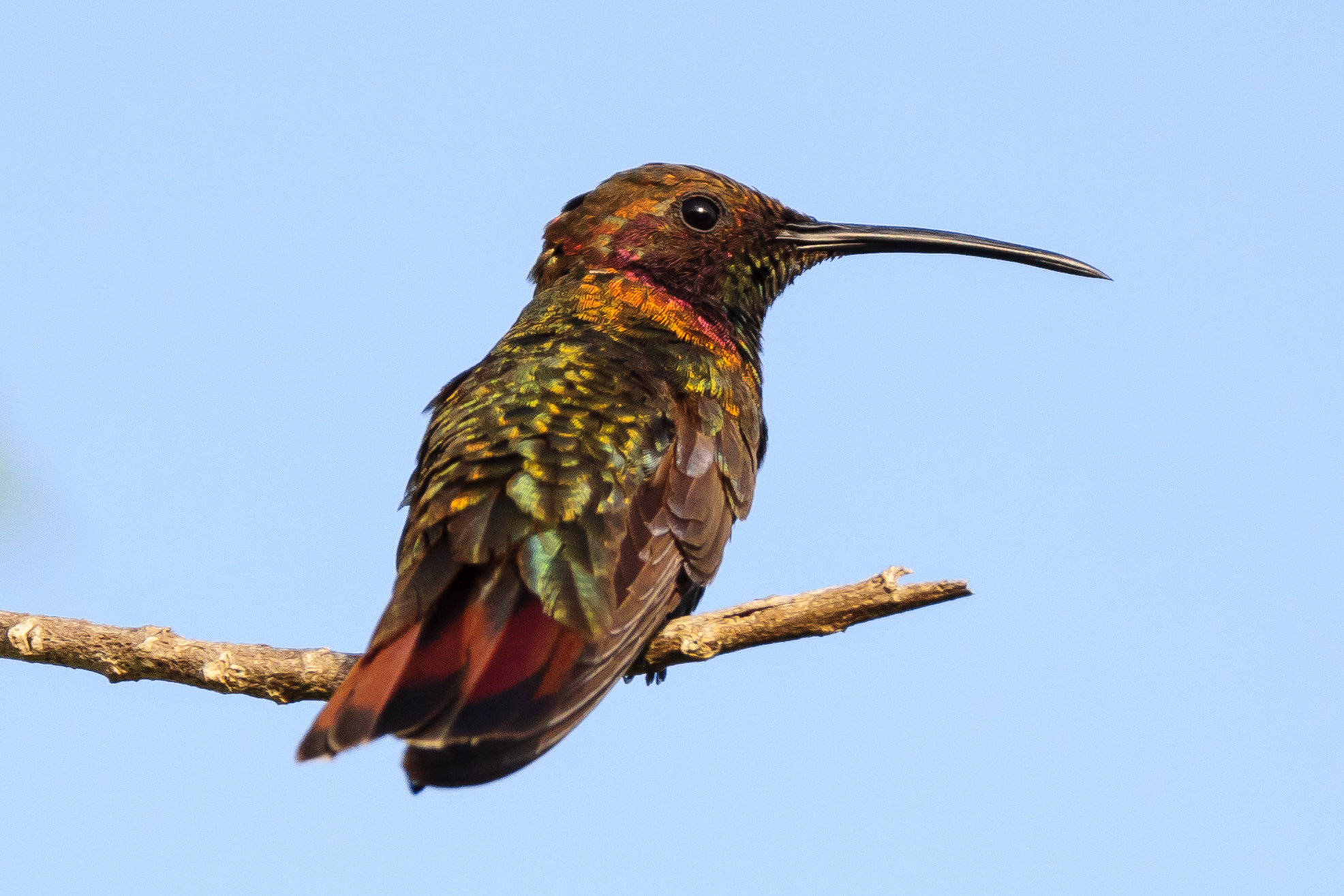 Sony 70-300mm F4.5-5.6 G SSM sample photo. Hummingbird photography